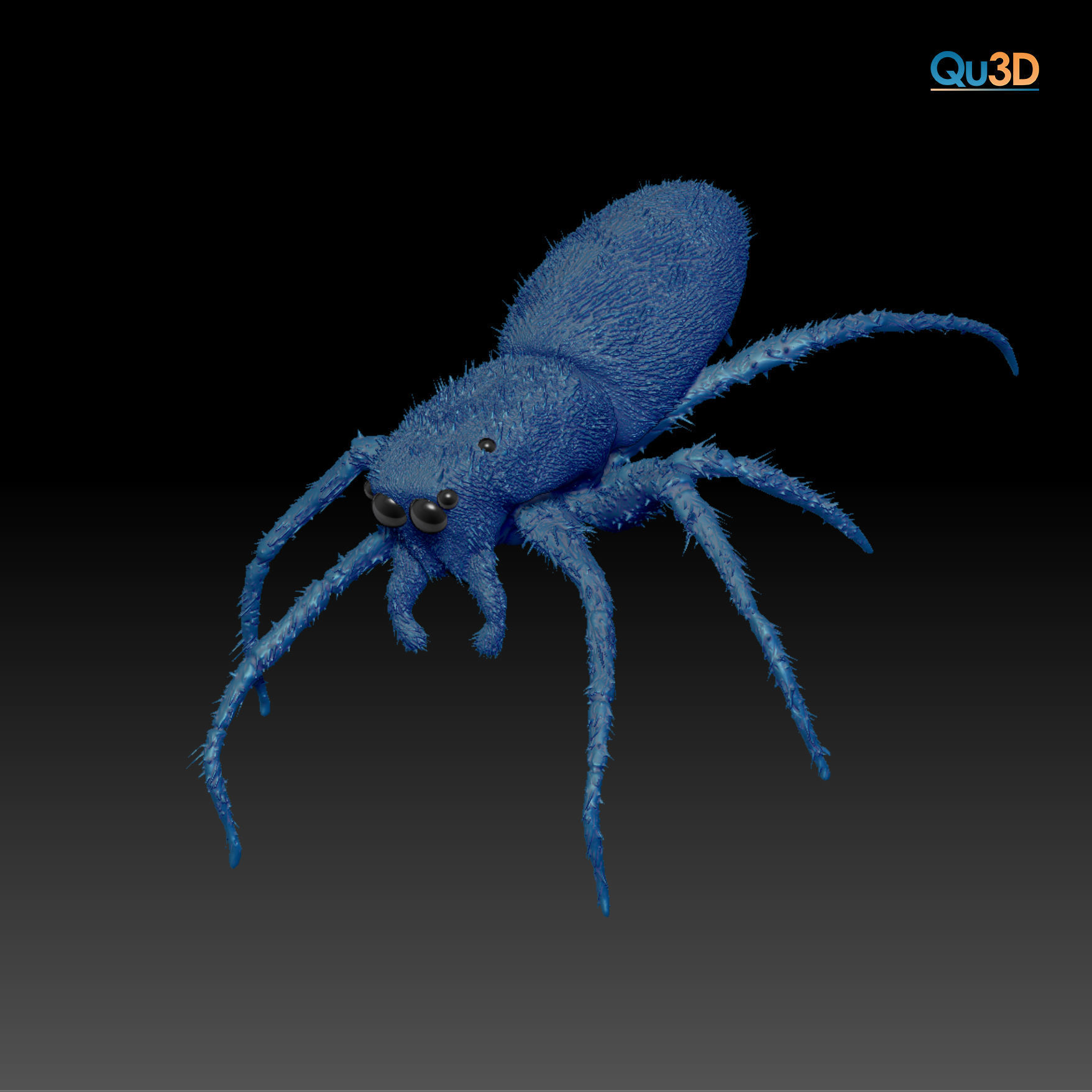 European Zebra jumping spider-Highpolygon 3D model fullsize 3D model_6