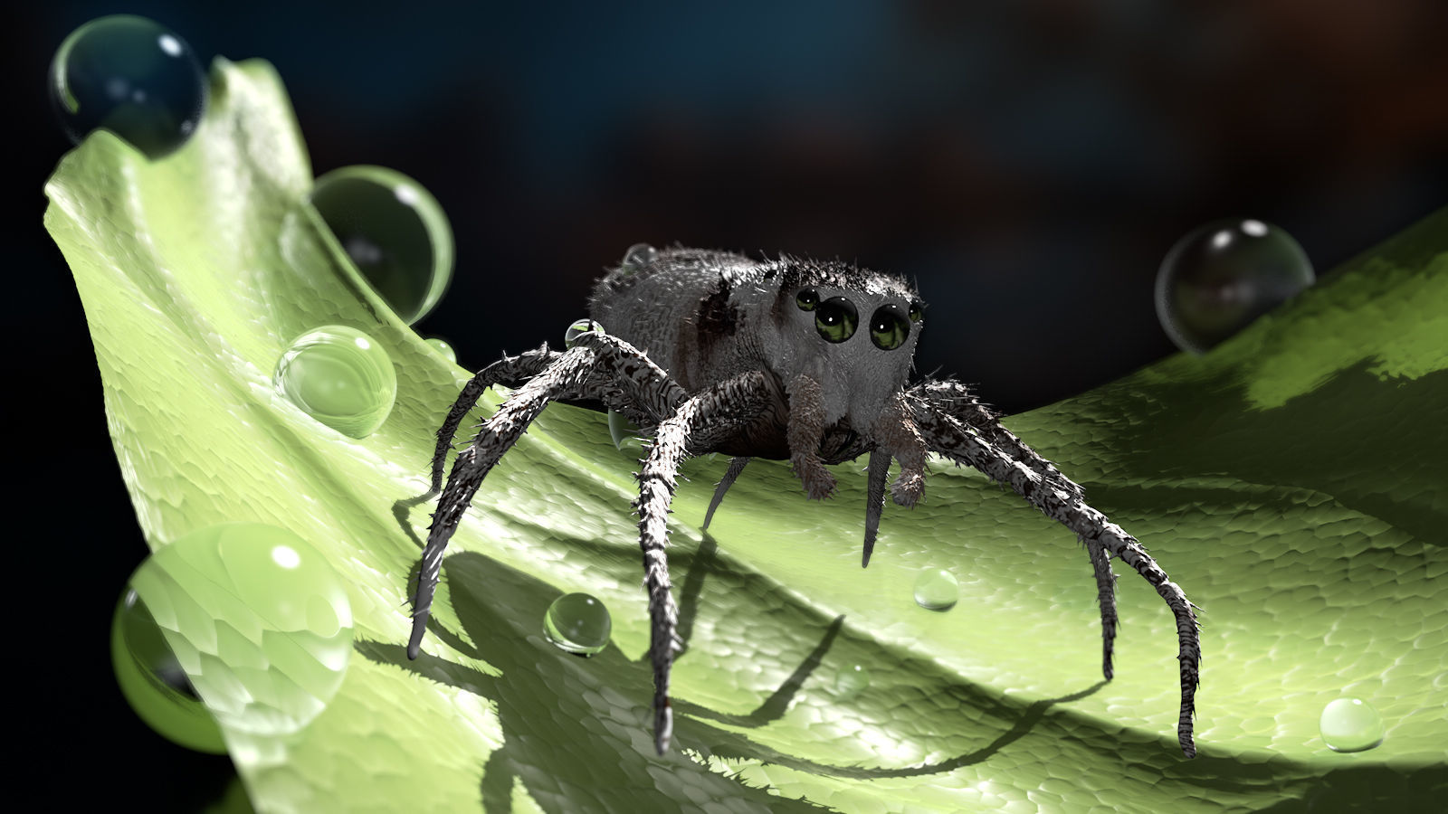 European Zebra jumping spider-Highpolygon 3D model fullsize 3D model_12