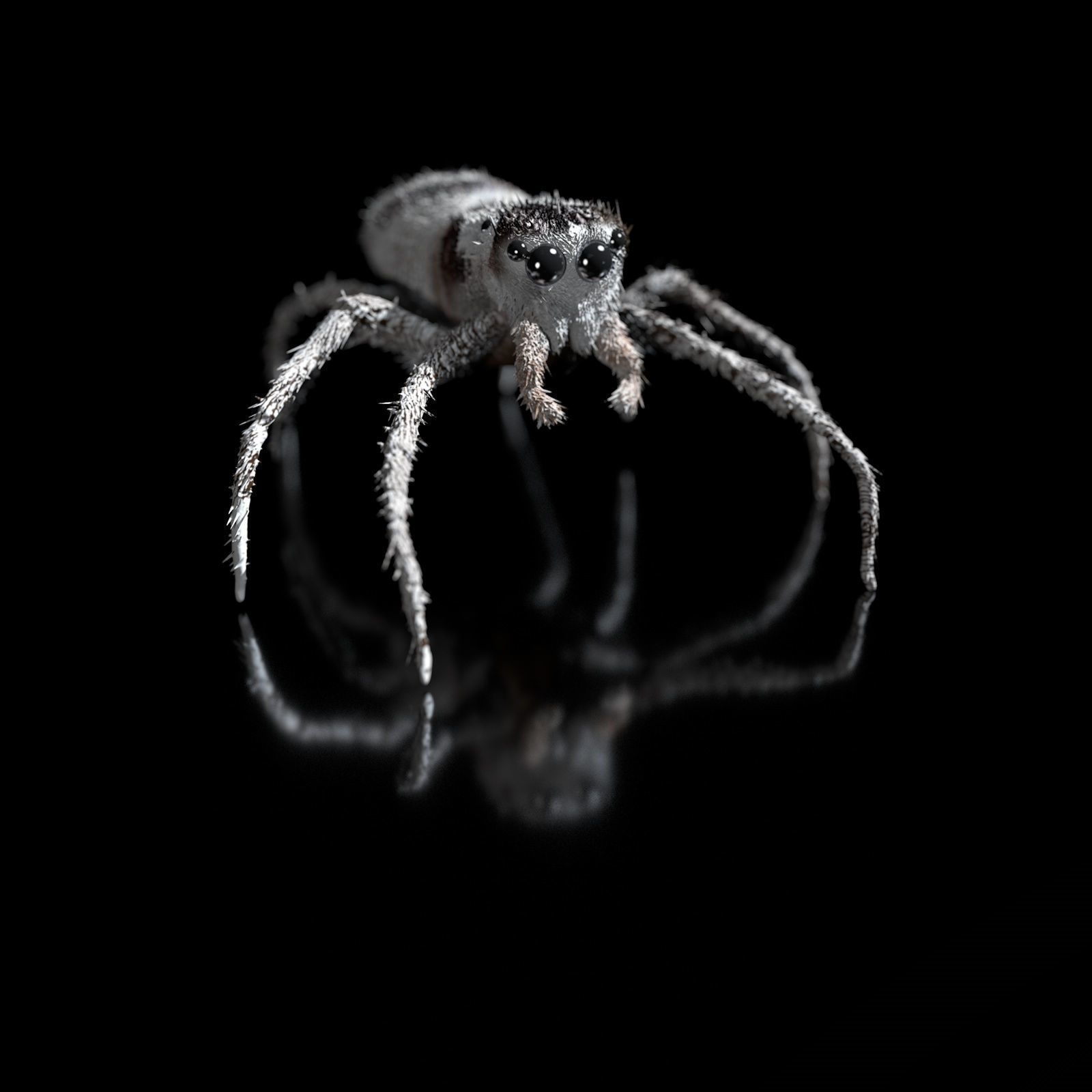 European Zebra jumping spider-Highpolygon 3D model fullsize 3D model_9