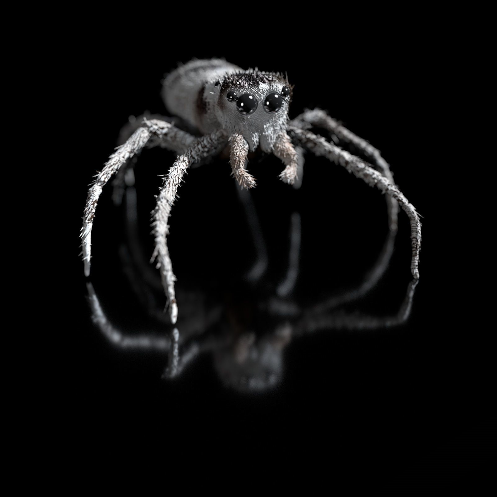 European Zebra jumping spider-Highpolygon 3D model fullsize 3D model_10