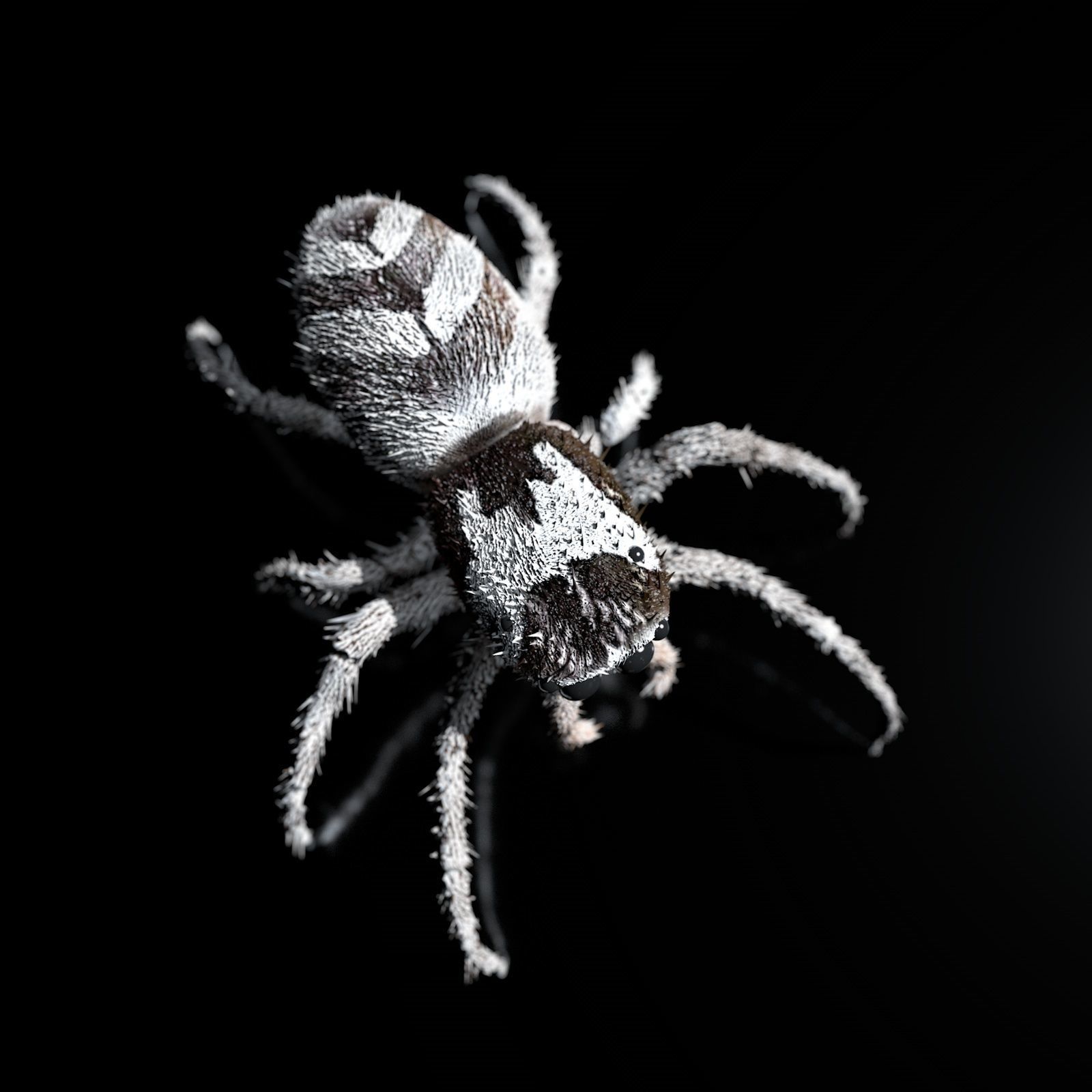 European Zebra jumping spider-Highpolygon 3D model fullsize 3D model_1