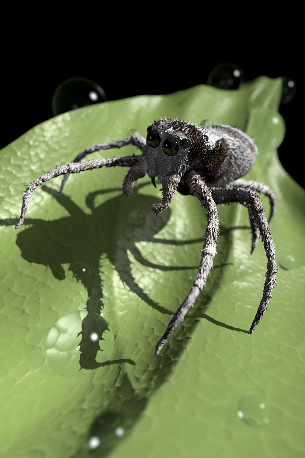 European Zebra jumping spider-Highpolygon 3D model fullsize 3D model_16