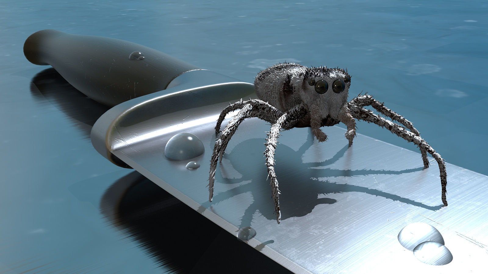 European Zebra jumping spider-Highpolygon 3D model fullsize 3D model_13
