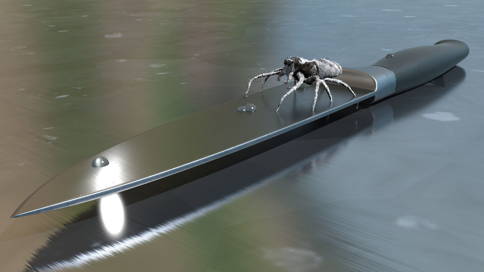 European Zebra jumping spider-Highpolygon 3D model fullsize 3D model_14