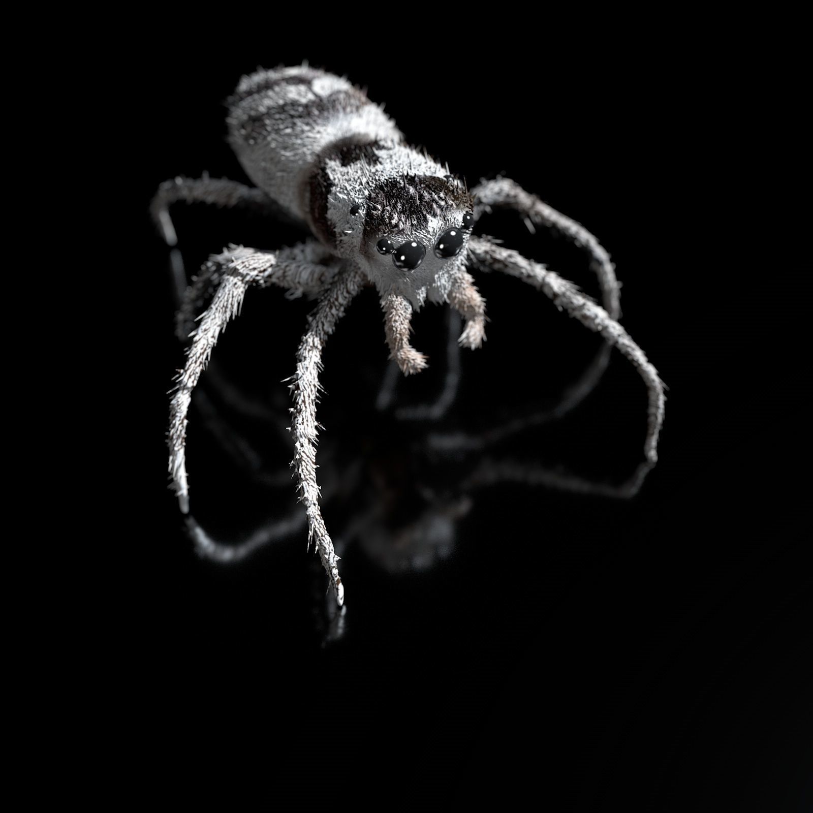 European Zebra jumping spider-Highpolygon 3D model fullsize 3D model_8