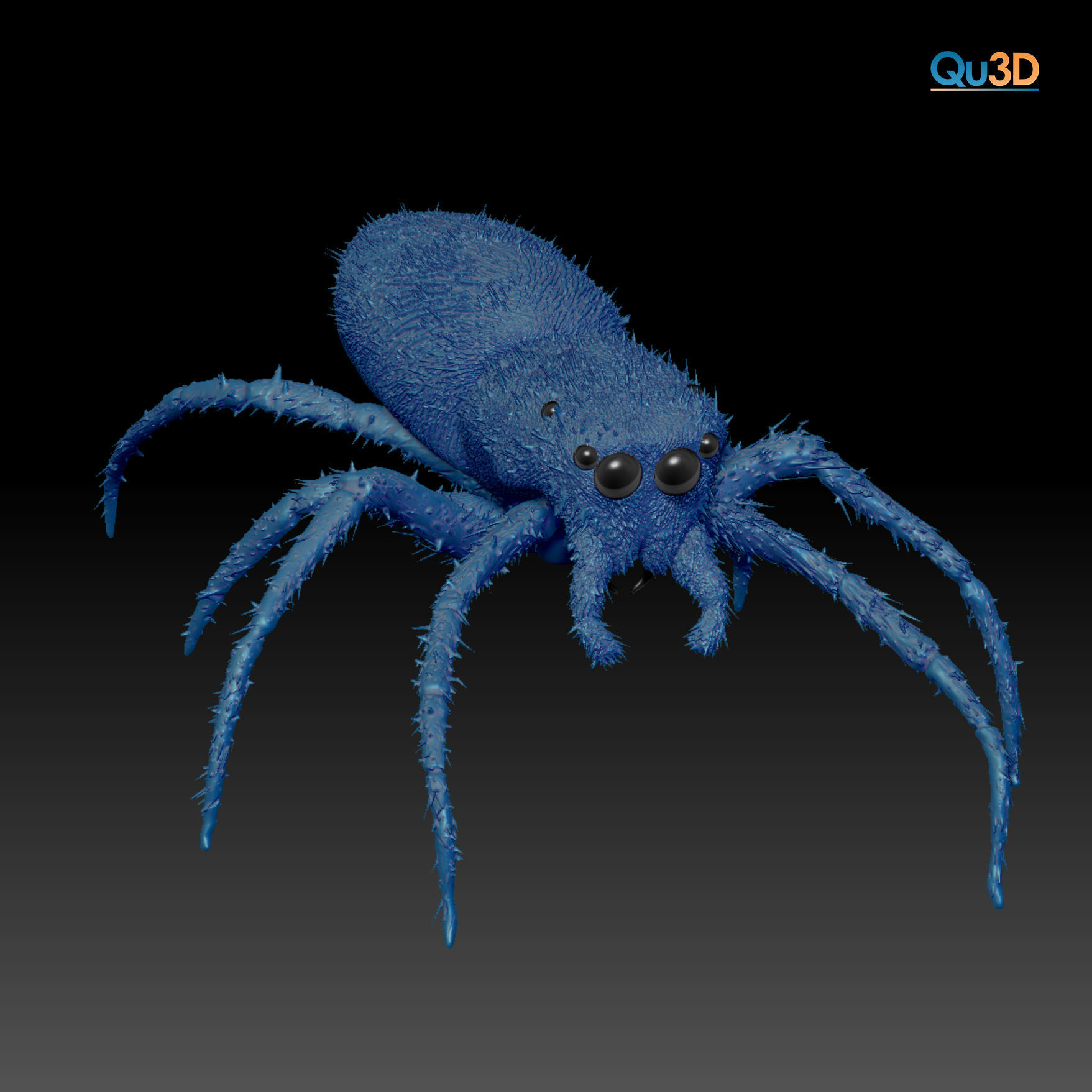 European Zebra jumping spider-Highpolygon 3D model fullsize 3D model_3