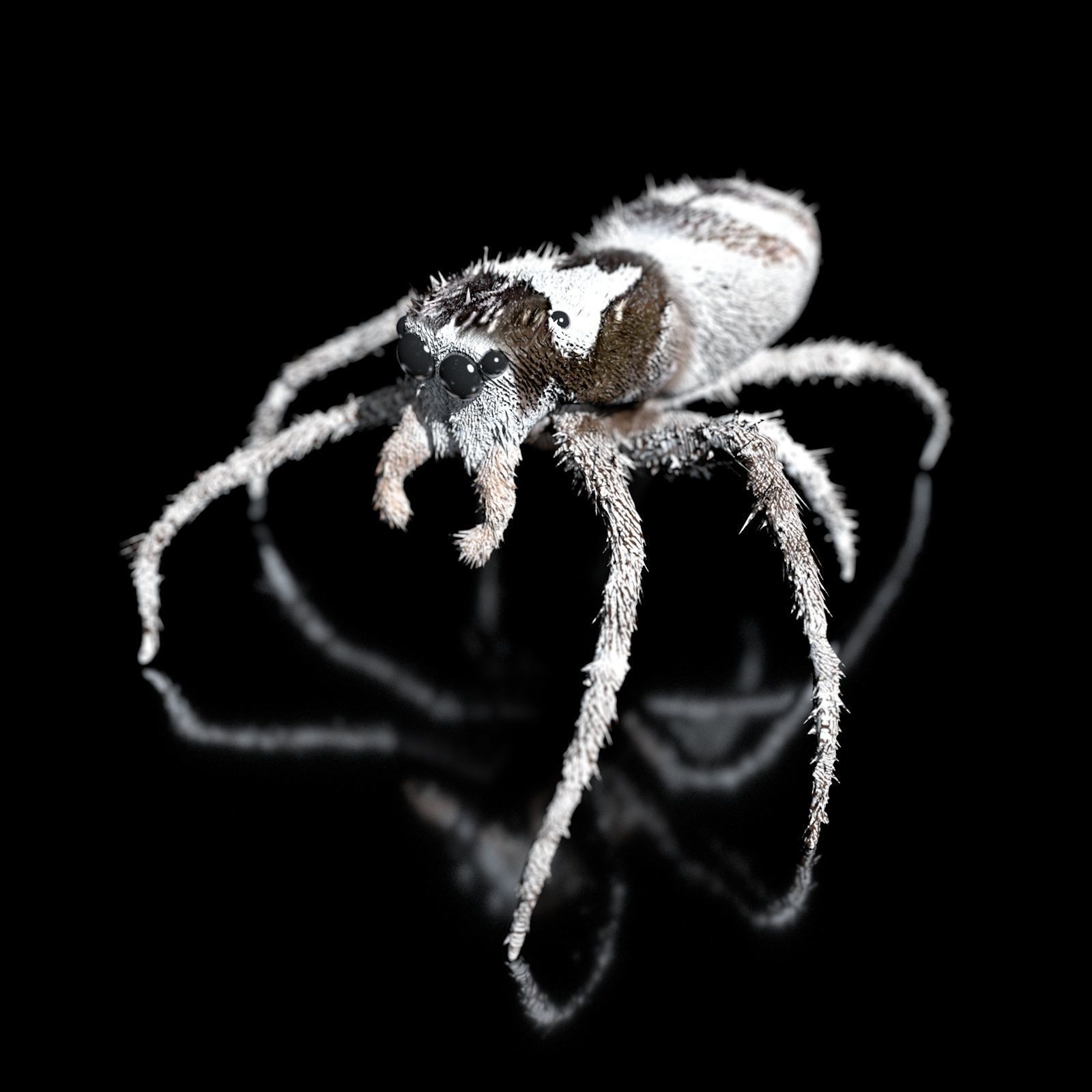 European Zebra jumping spider-Highpolygon 3D model fullsize 3D model_2