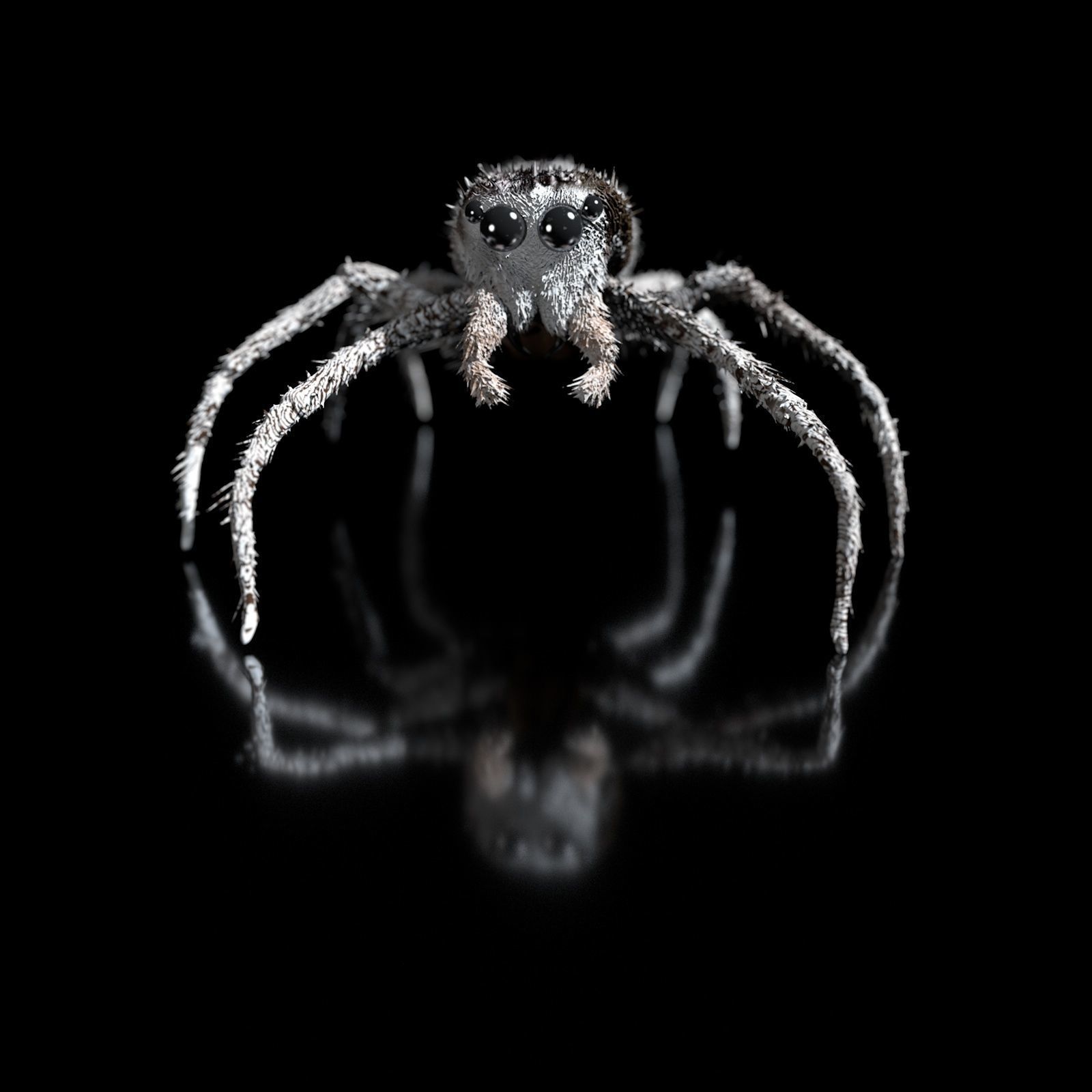 European Zebra jumping spider-Highpolygon 3D model fullsize 3D model_7