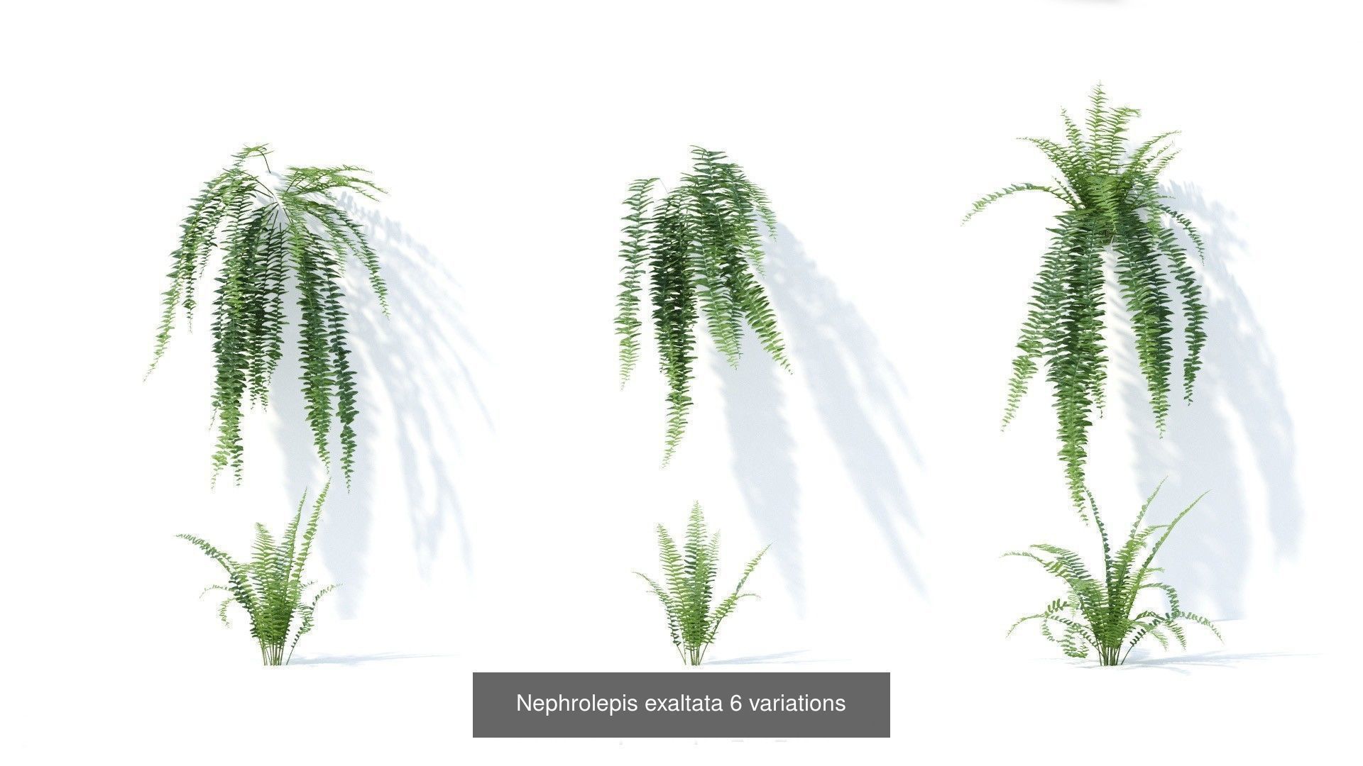 Fitowall plants 3D Model Collection_12