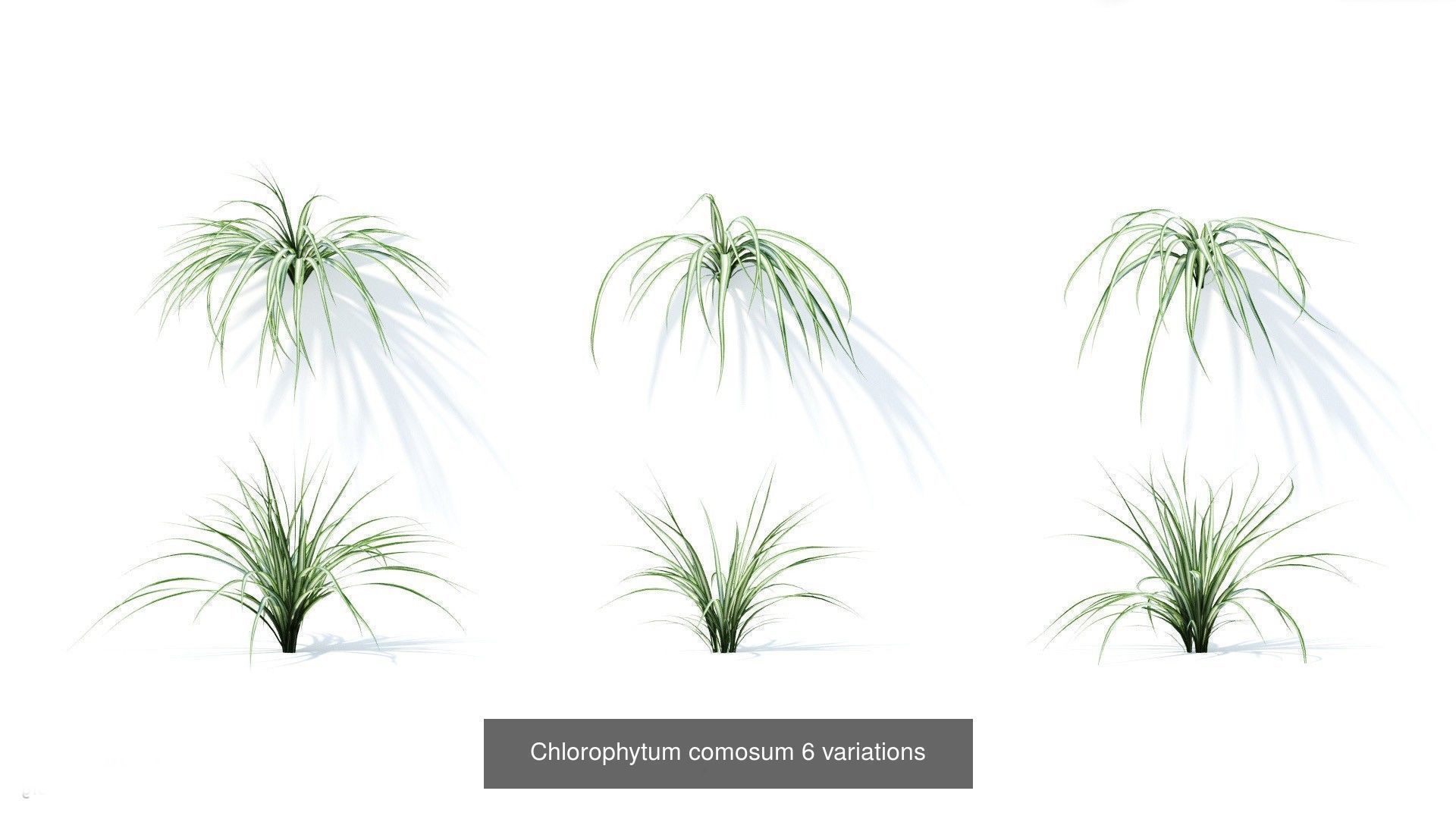 Fitowall plants 3D Model Collection_17