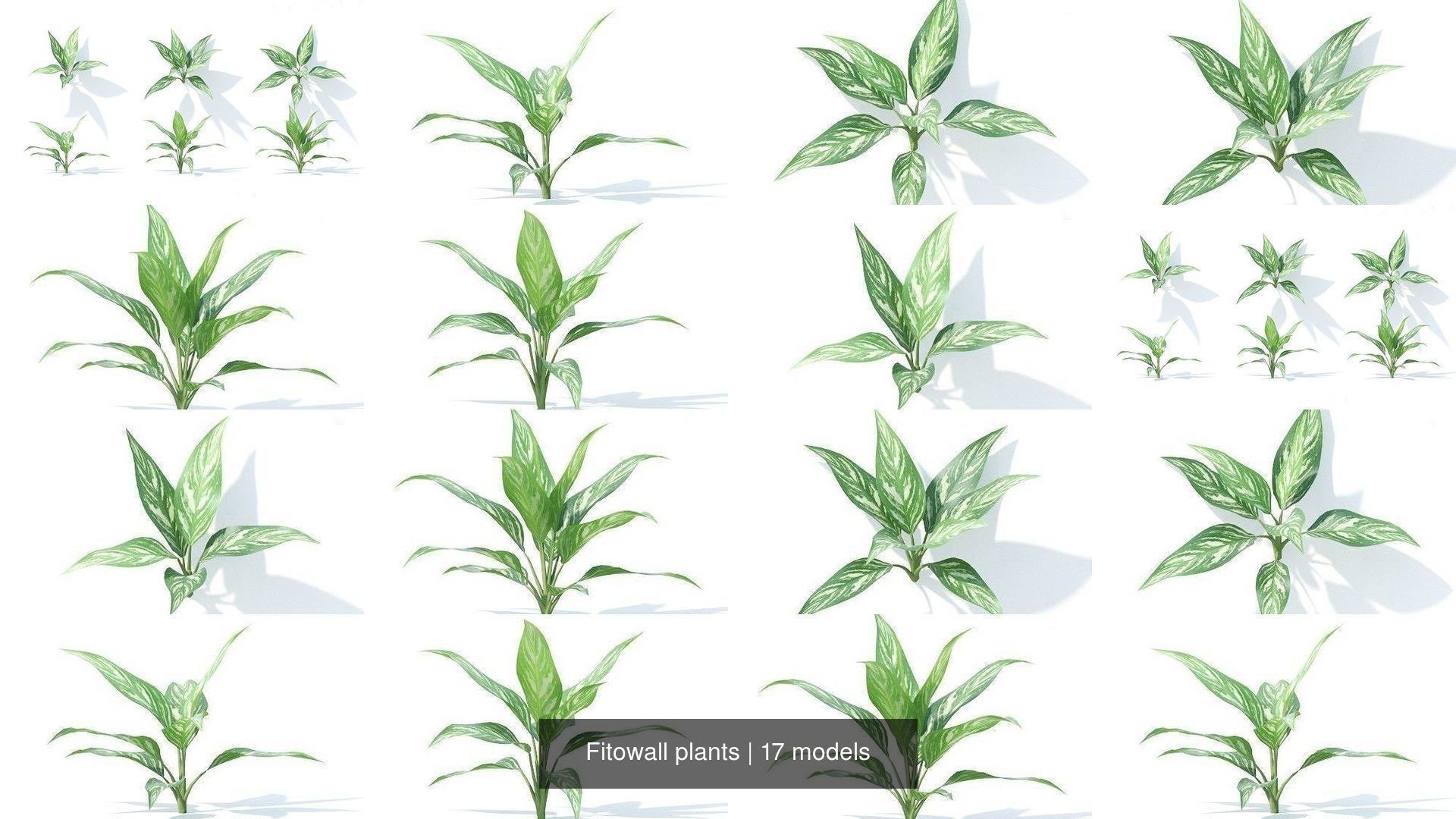 Fitowall plants 3D Model Collection_5