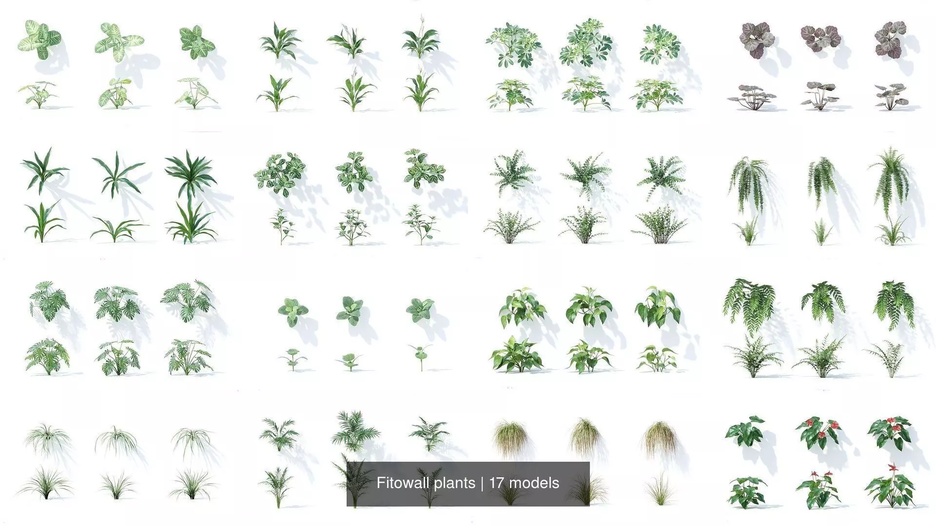 Fitowall plants 3D Model Collection_1