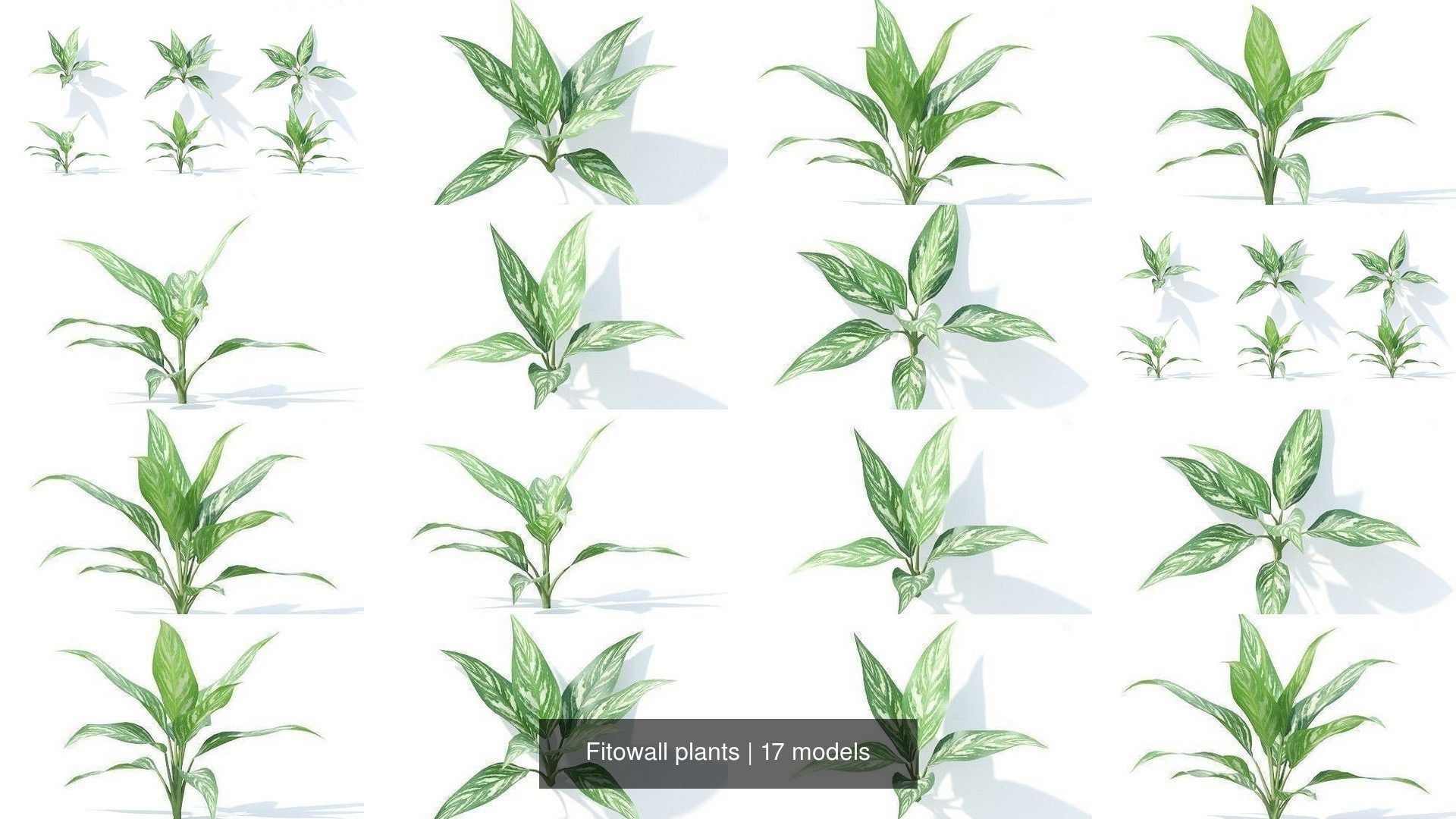 Fitowall plants 3D Model Collection_2