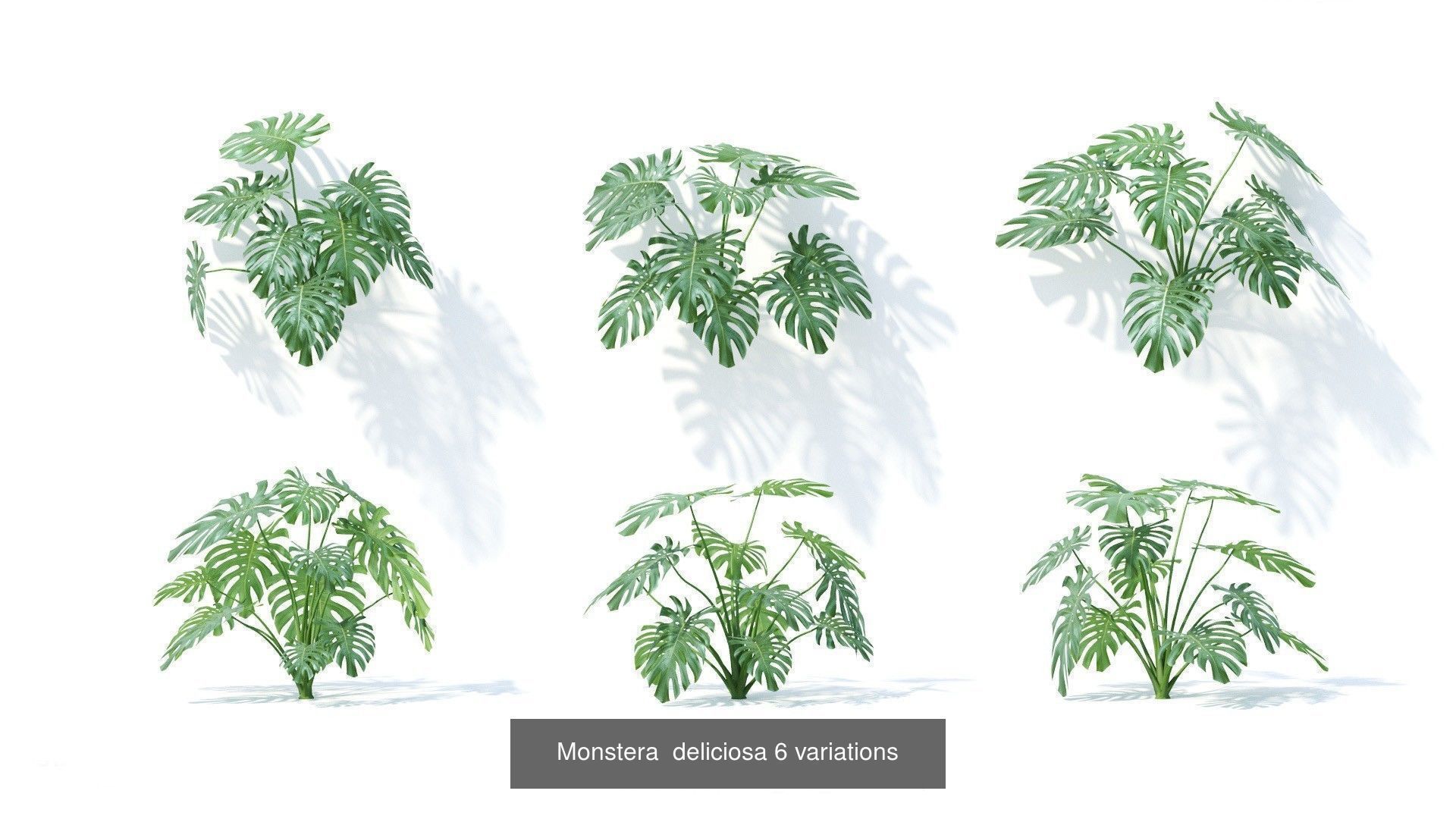 Fitowall plants 3D Model Collection_13