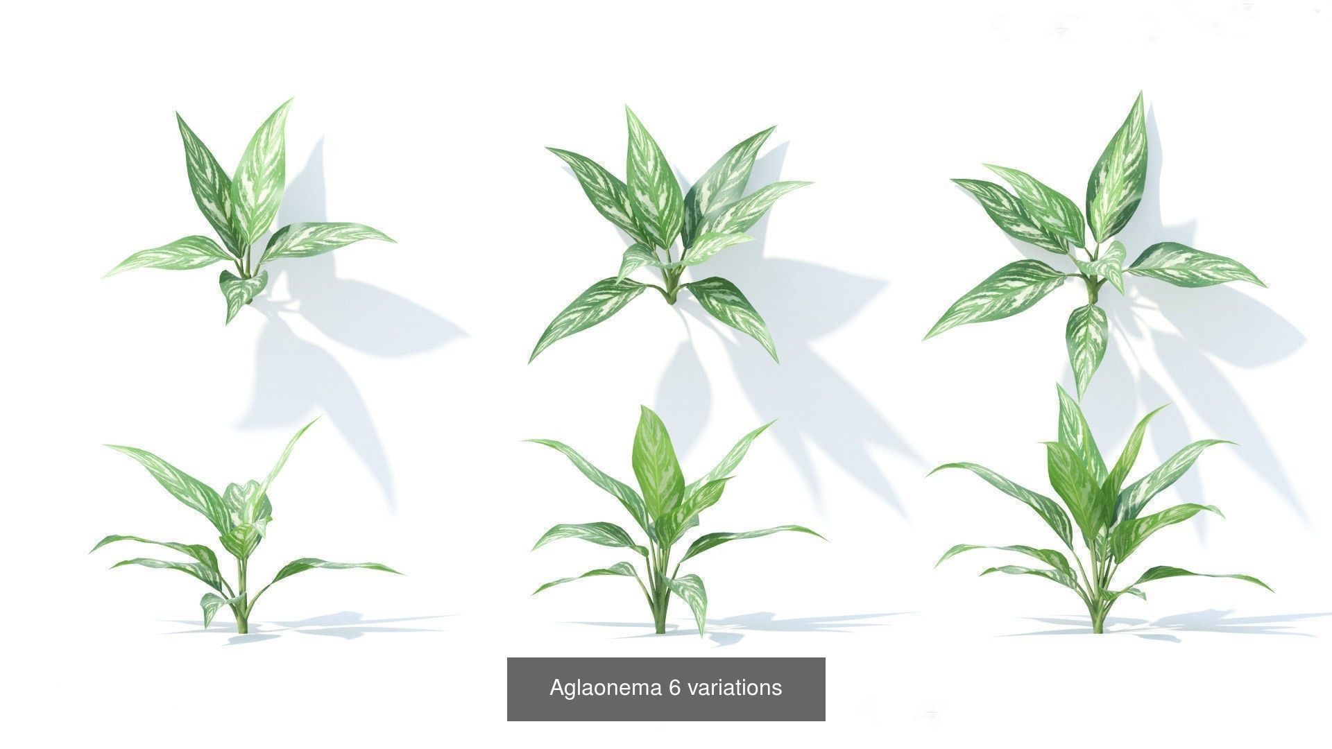 Fitowall plants 3D Model Collection_21