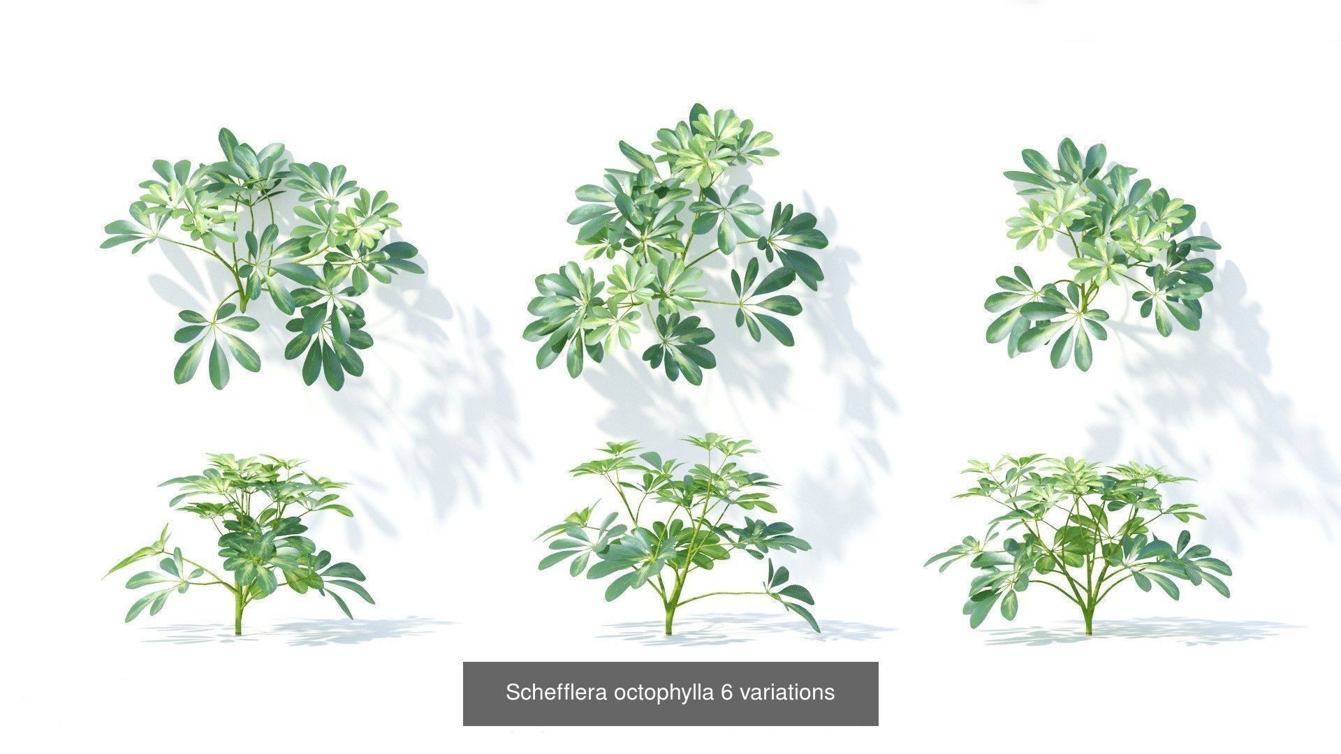 Fitowall plants 3D Model Collection_7