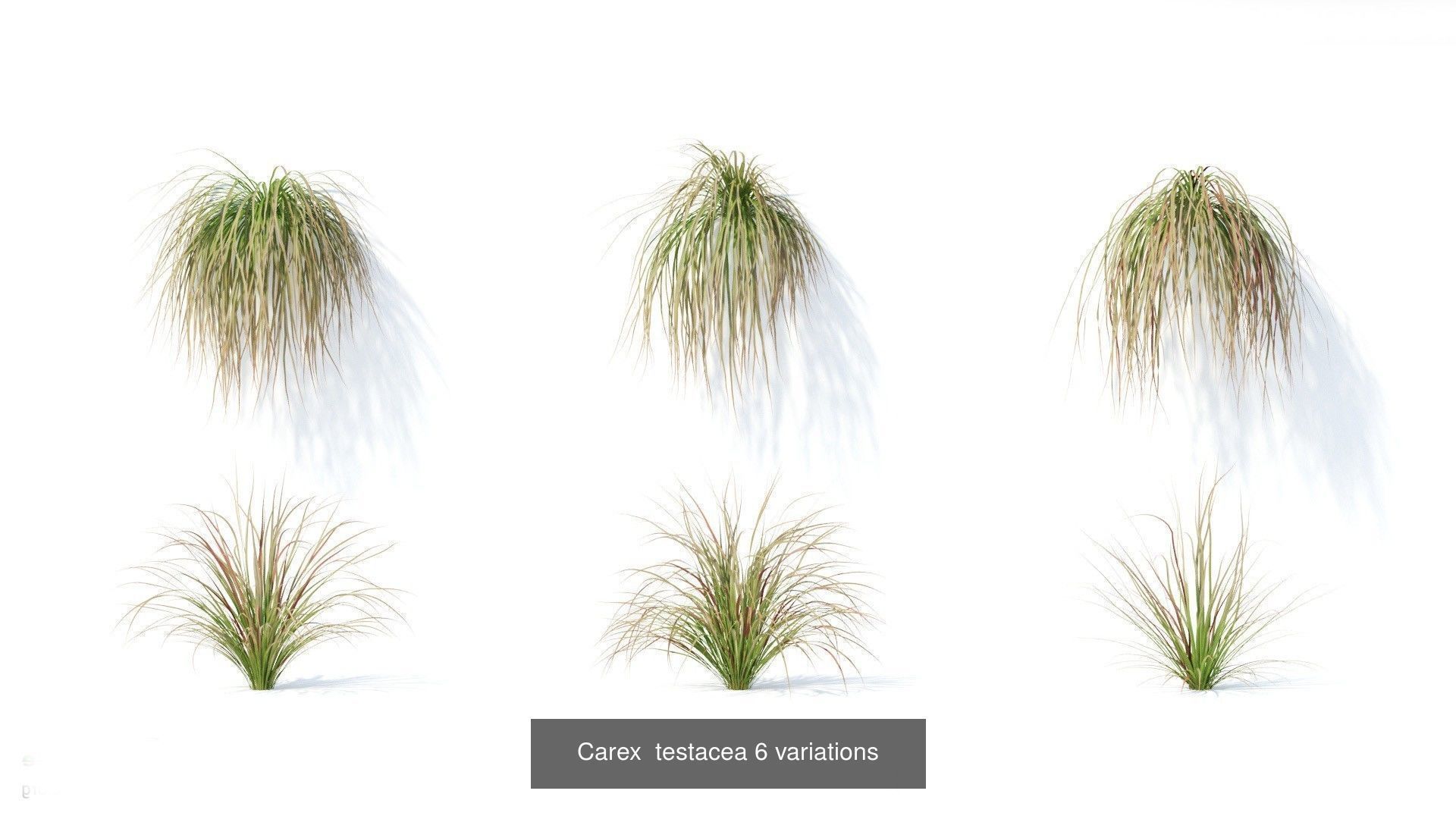 Fitowall plants 3D Model Collection_19