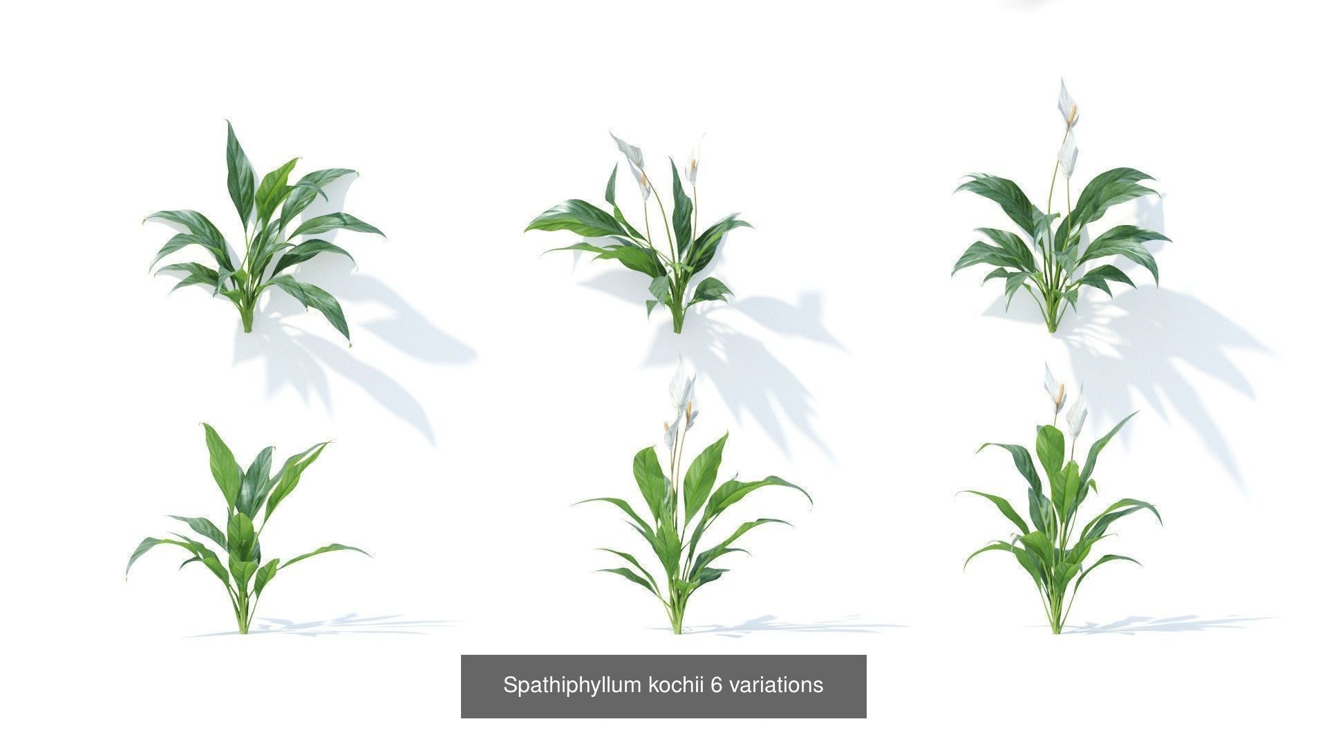 Fitowall plants 3D Model Collection_6