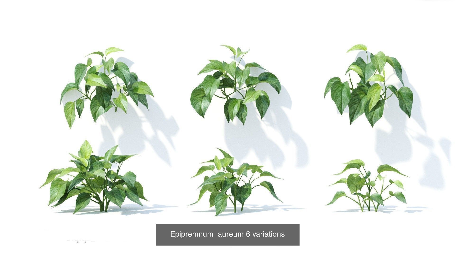 Fitowall plants 3D Model Collection_15