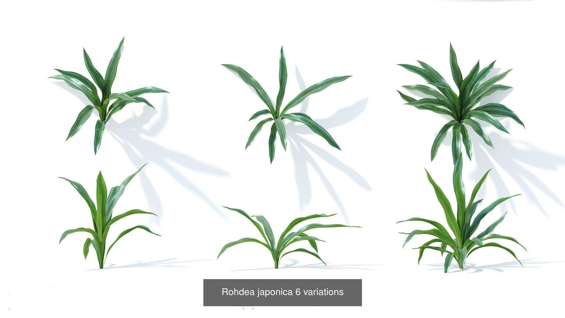 Fitowall plants 3D Model Collection_9