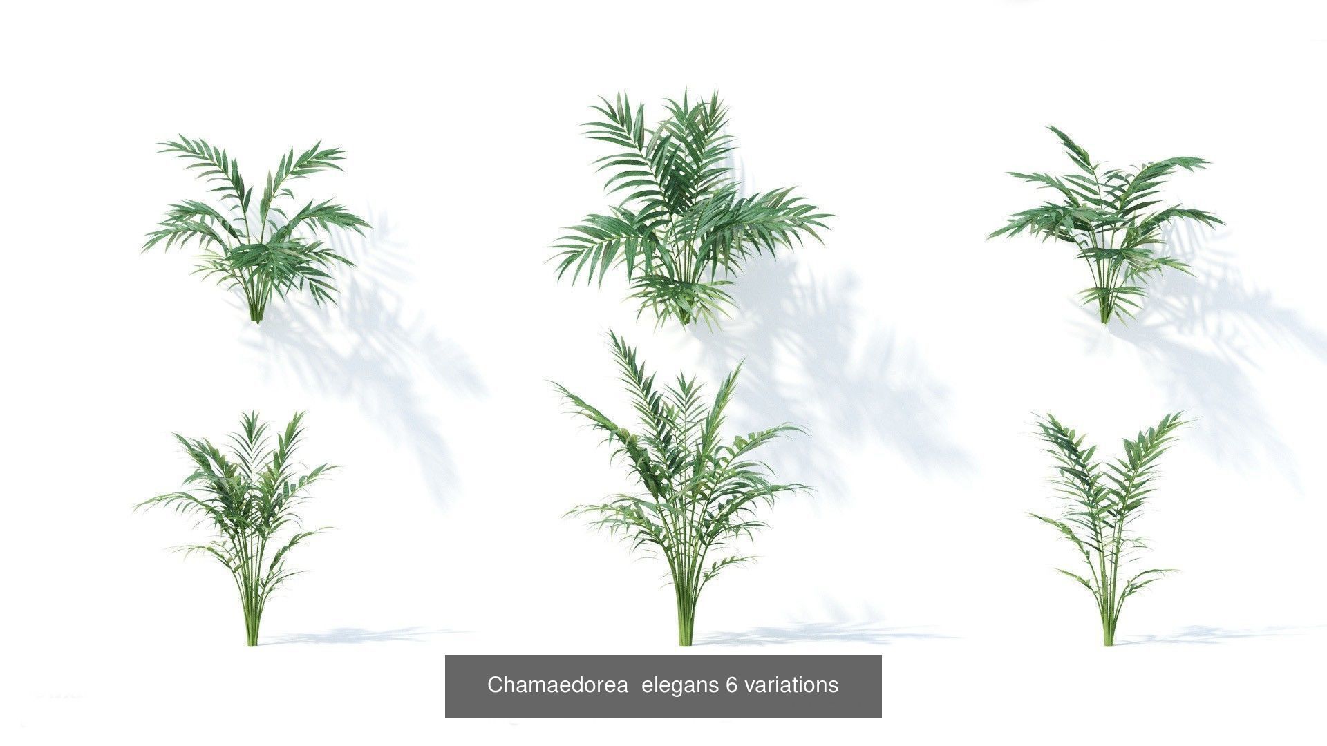 Fitowall plants 3D Model Collection_18