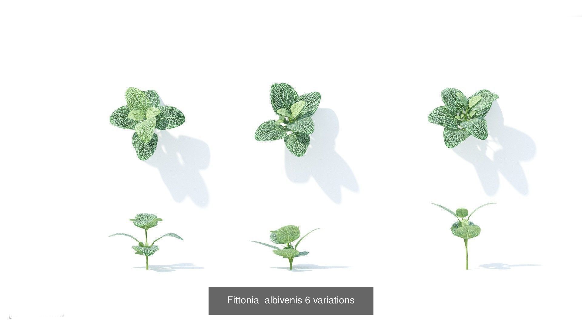 Fitowall plants 3D Model Collection_14
