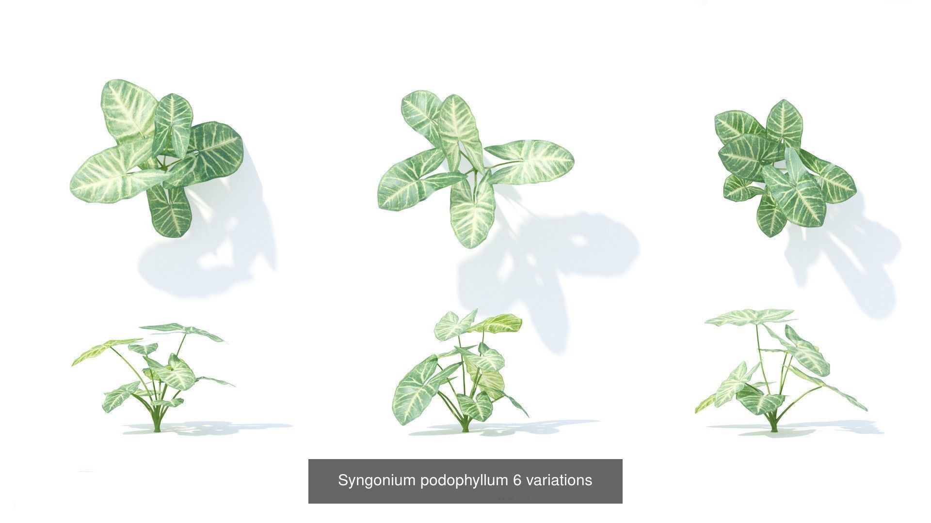 Fitowall plants 3D Model Collection_4