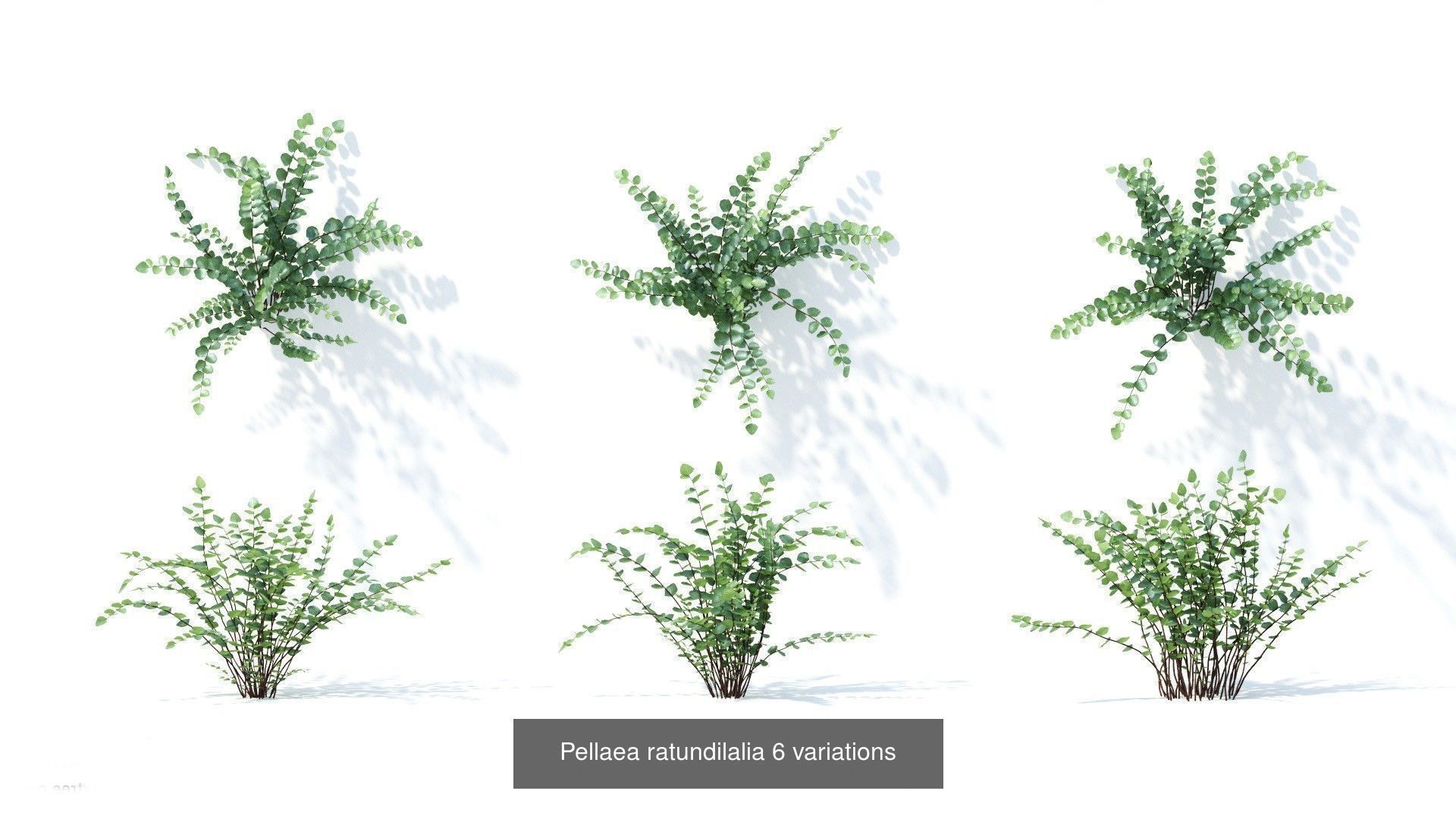 Fitowall plants 3D Model Collection_11