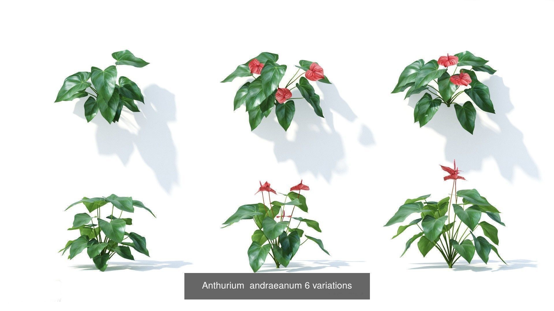 Fitowall plants 3D Model Collection_20