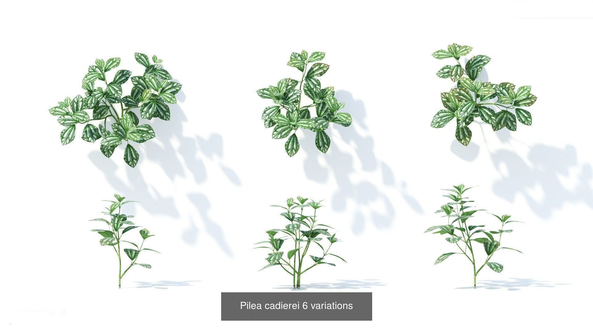 Fitowall plants 3D Model Collection_10