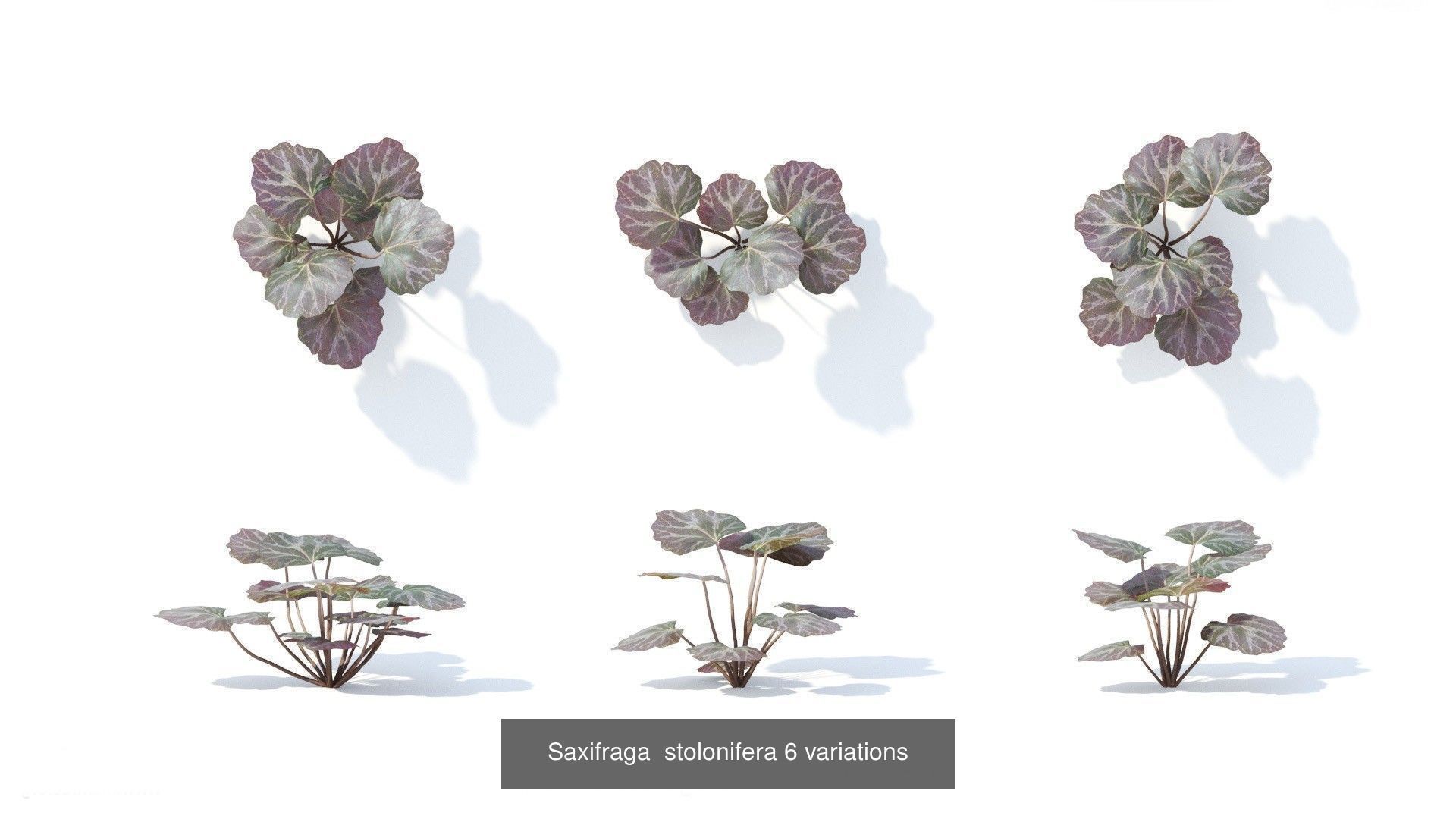 Fitowall plants 3D Model Collection_8