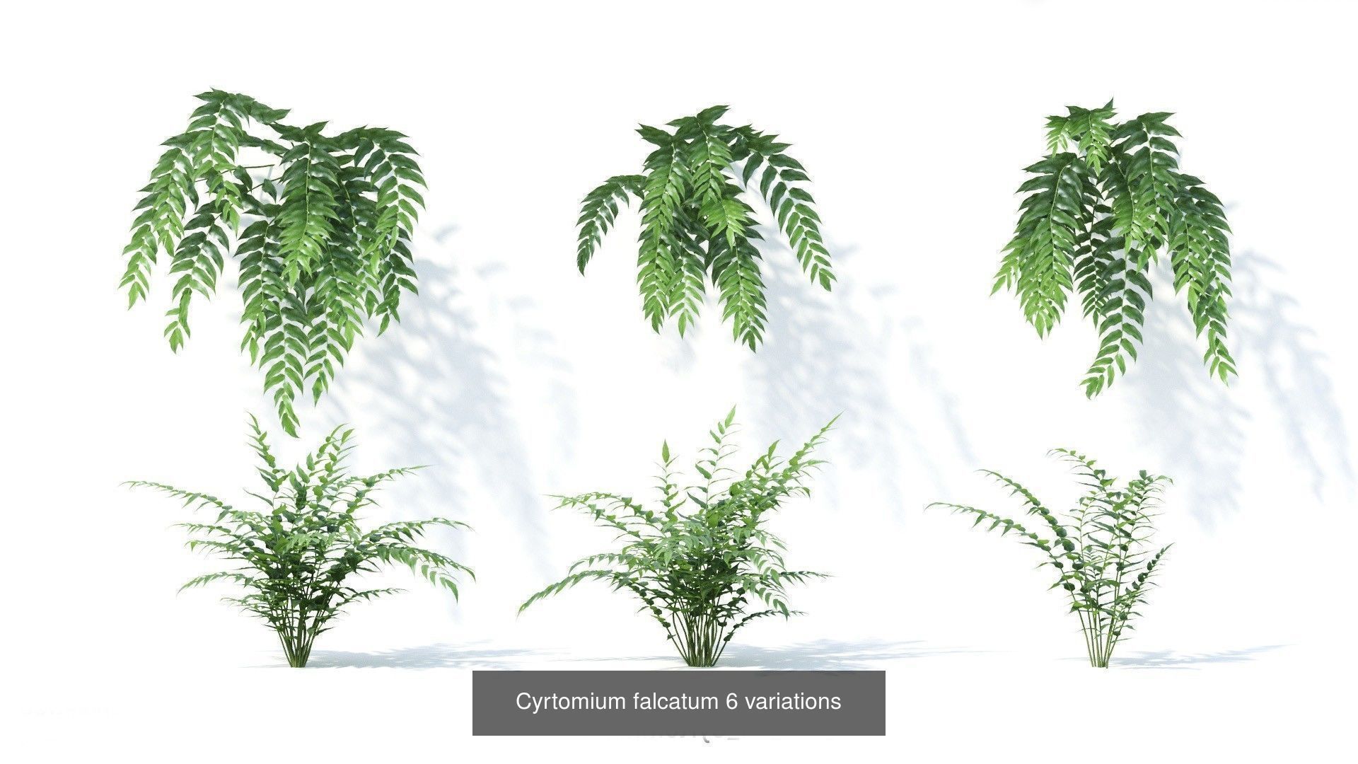 Fitowall plants 3D Model Collection_16