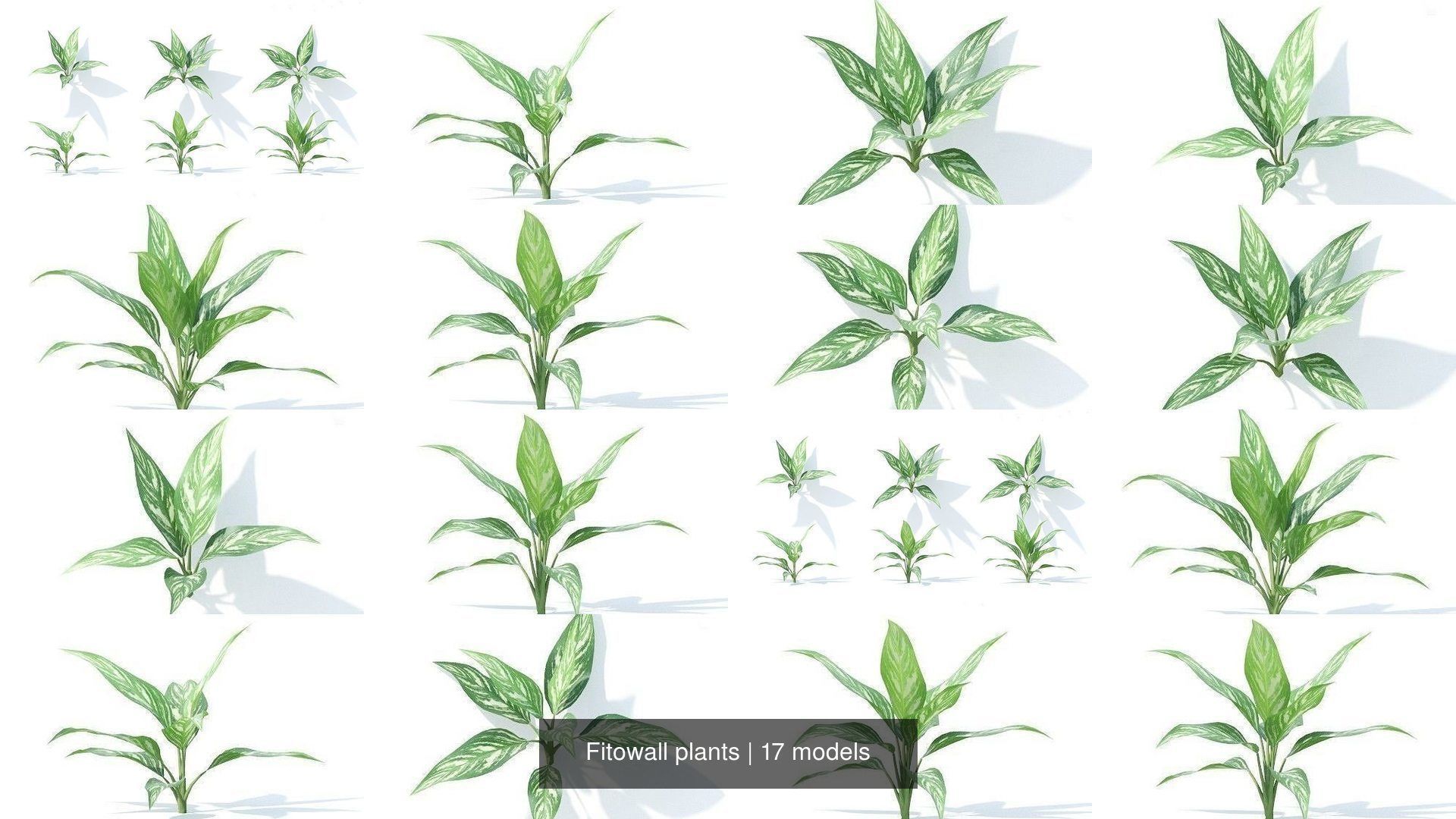 Fitowall plants 3D Model Collection_3