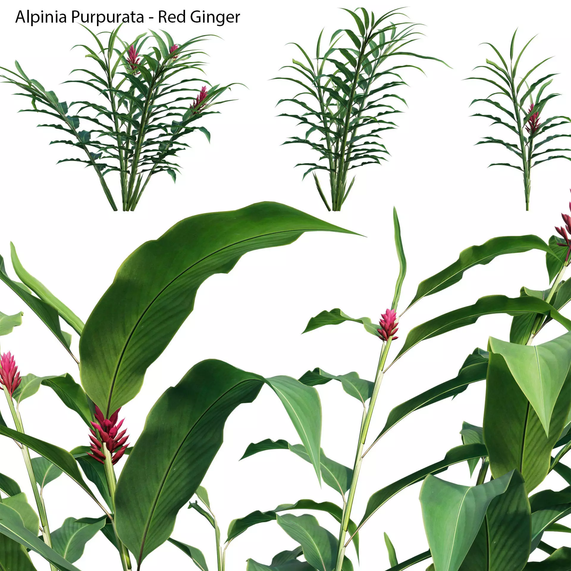 Alpinia Purpurata - Red Ginger 02 3D model_0