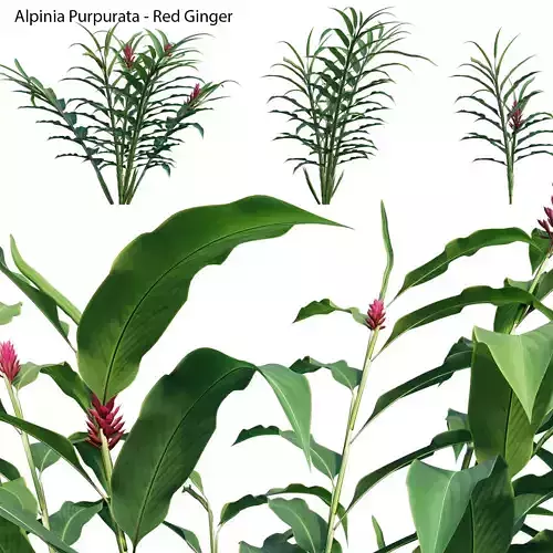 Alpinia Purpurata - Red Ginger 02