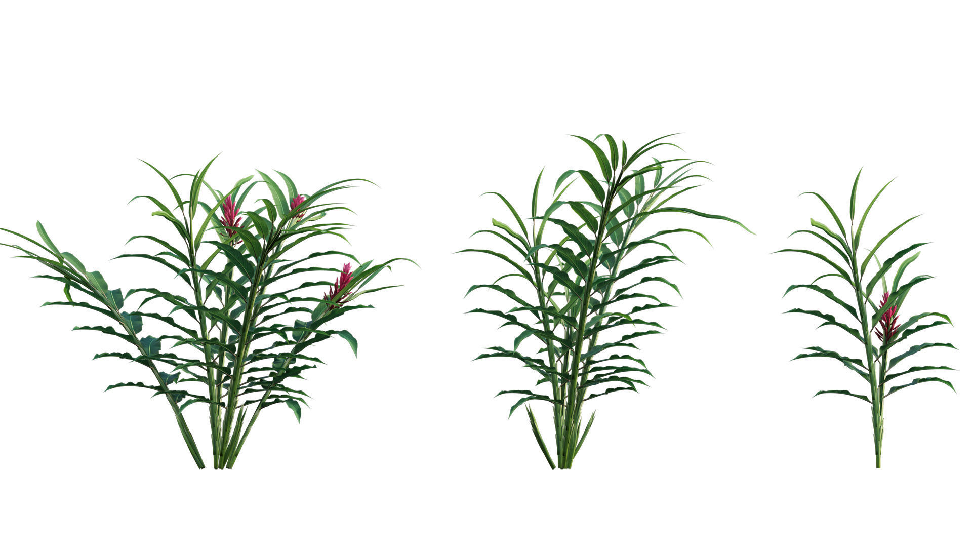 Alpinia Purpurata - Red Ginger 02 3D model_2