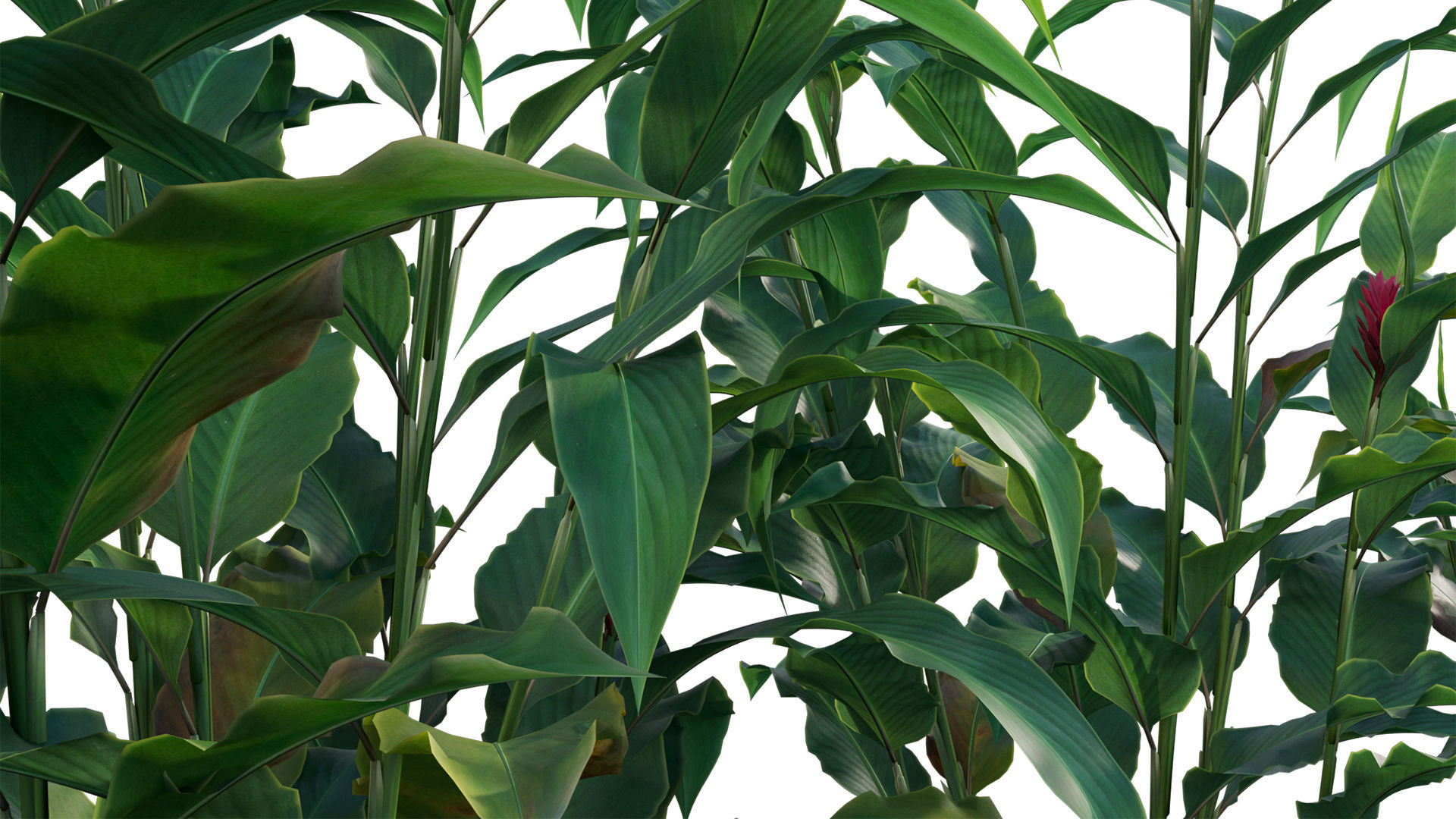 Alpinia Purpurata - Red Ginger 02 3D model_6