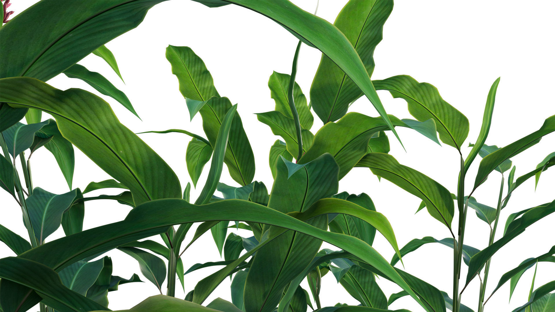 Alpinia Purpurata - Red Ginger 02 3D model_5