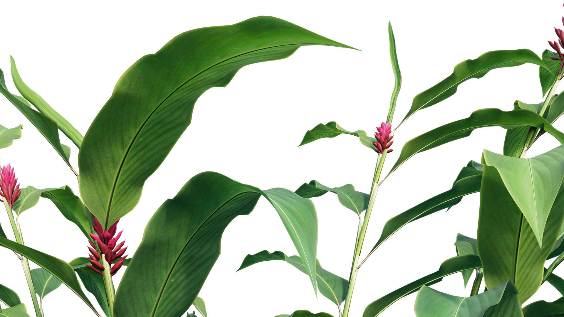 Alpinia Purpurata - Red Ginger 02 3D model_3