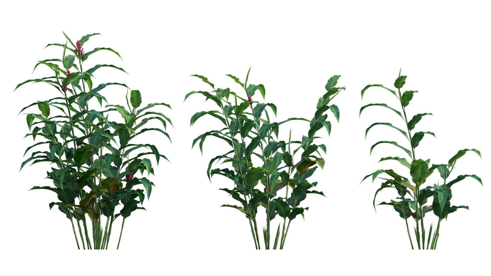 Alpinia Purpurata - Red Ginger 02 3D model_1