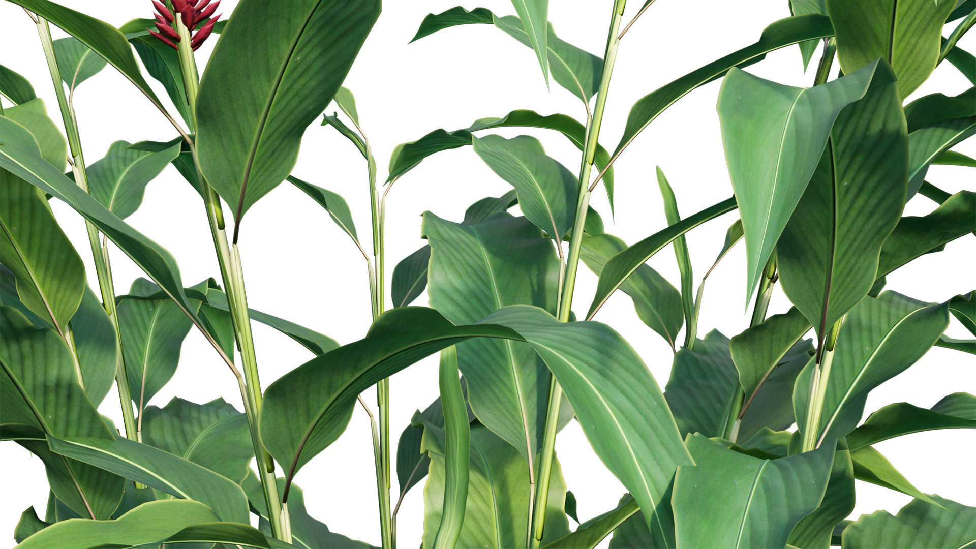 Alpinia Purpurata - Red Ginger 02 3D model_4