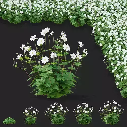  Anemona hybrida flower