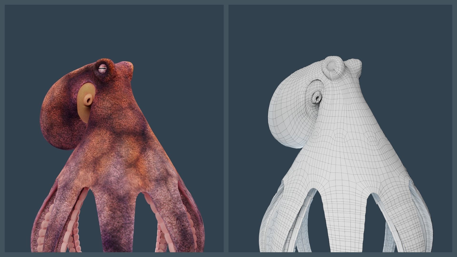 Animated Common Octopus Low-poly 3D model_7