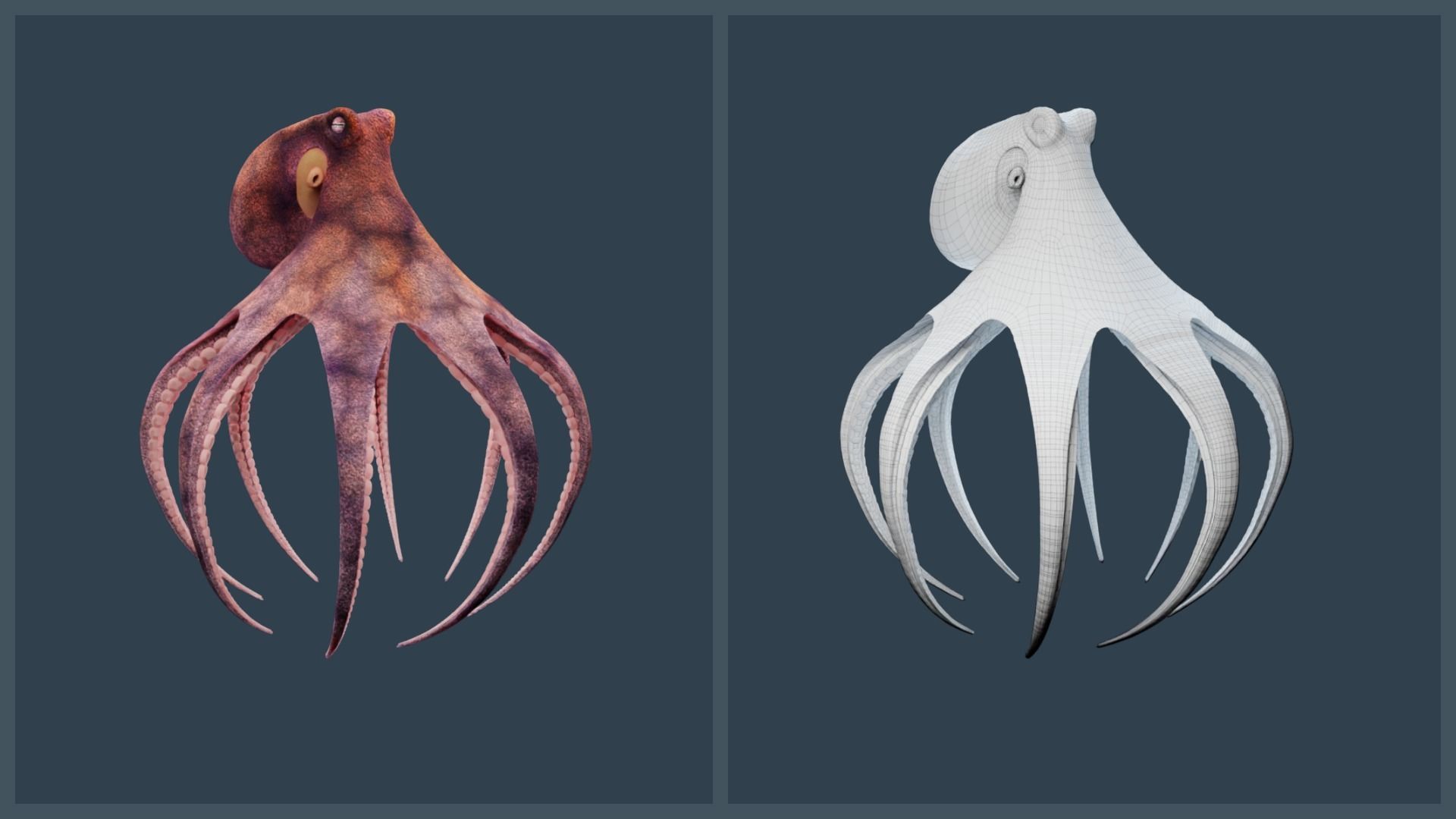 Animated Common Octopus Low-poly 3D model_13