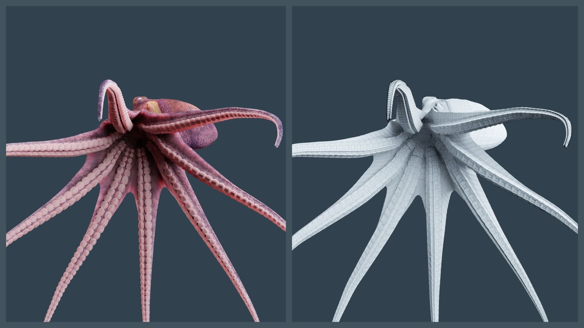 Animated Common Octopus Low-poly 3D model_4