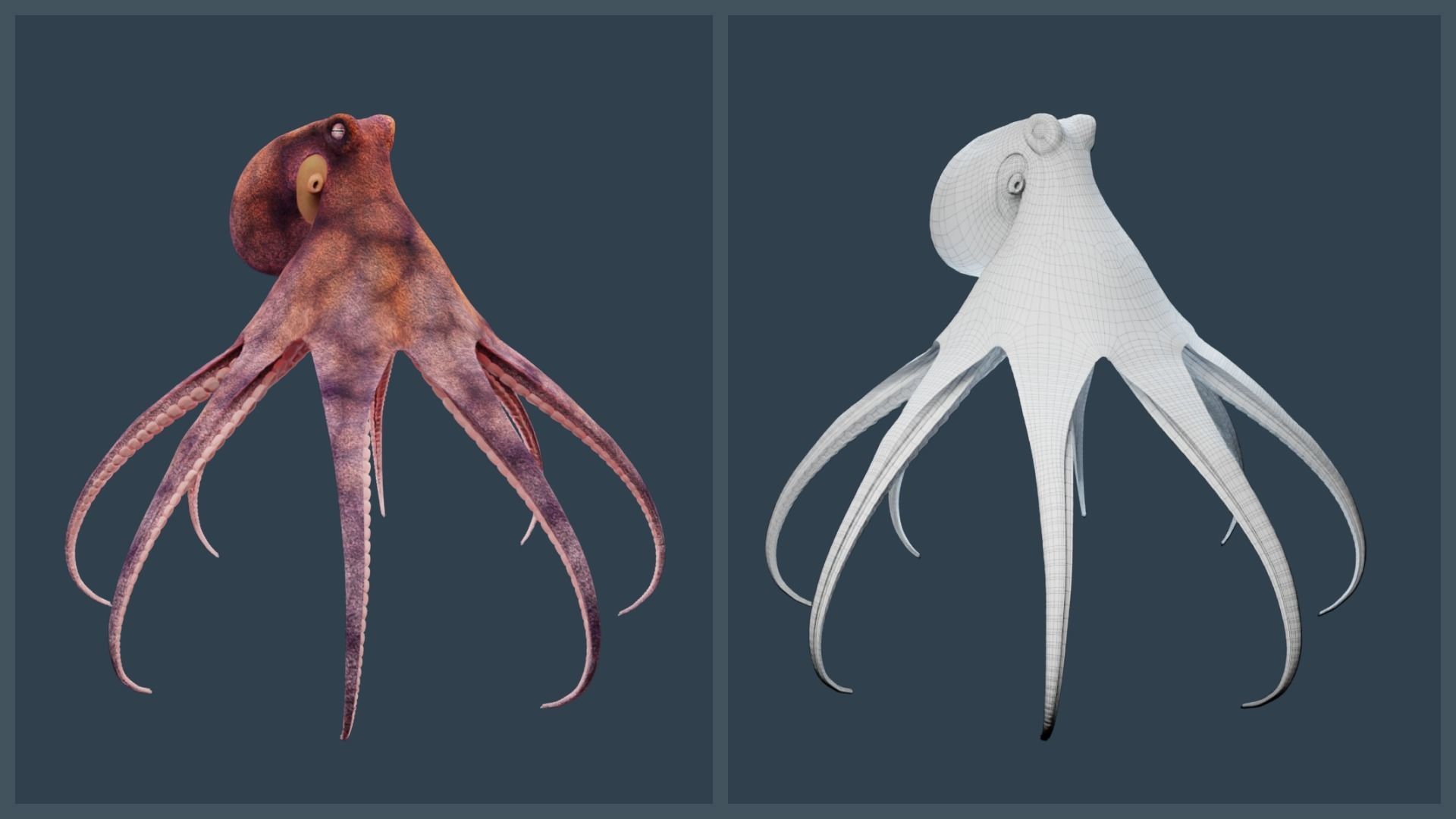 Animated Common Octopus Low-poly 3D model_16