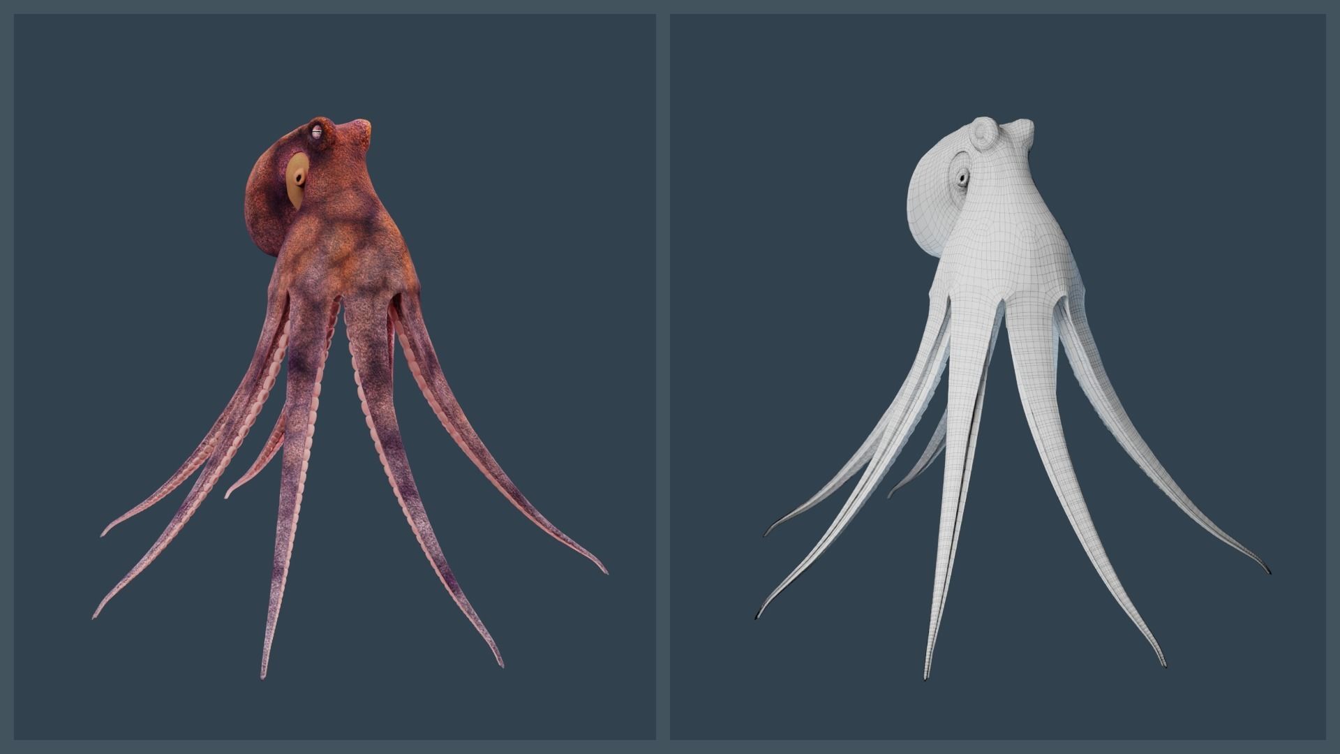 Animated Common Octopus Low-poly 3D model_2