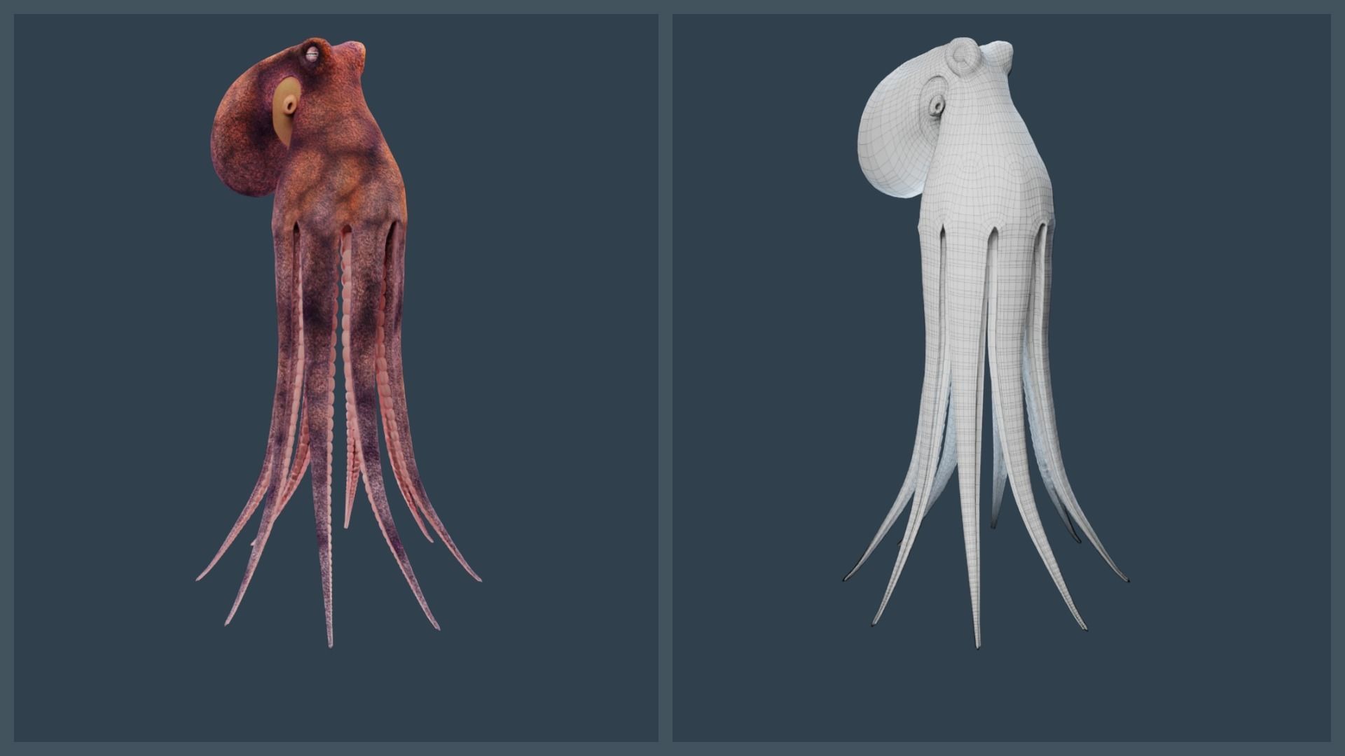 Animated Common Octopus Low-poly 3D model_21
