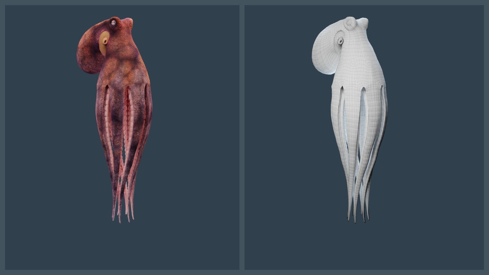 Animated Common Octopus Low-poly 3D model_10