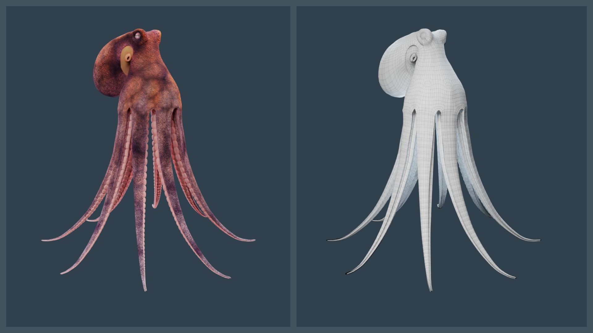 Animated Common Octopus Low-poly 3D model_19